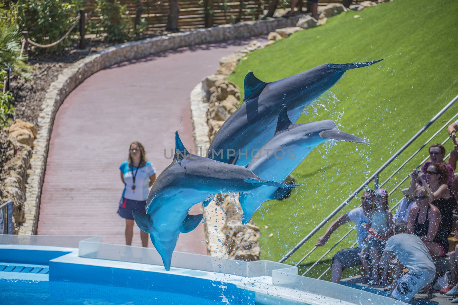 Dolphins jumping high in the air and it looks like they are flying. All the photos are shot July 25, 2013