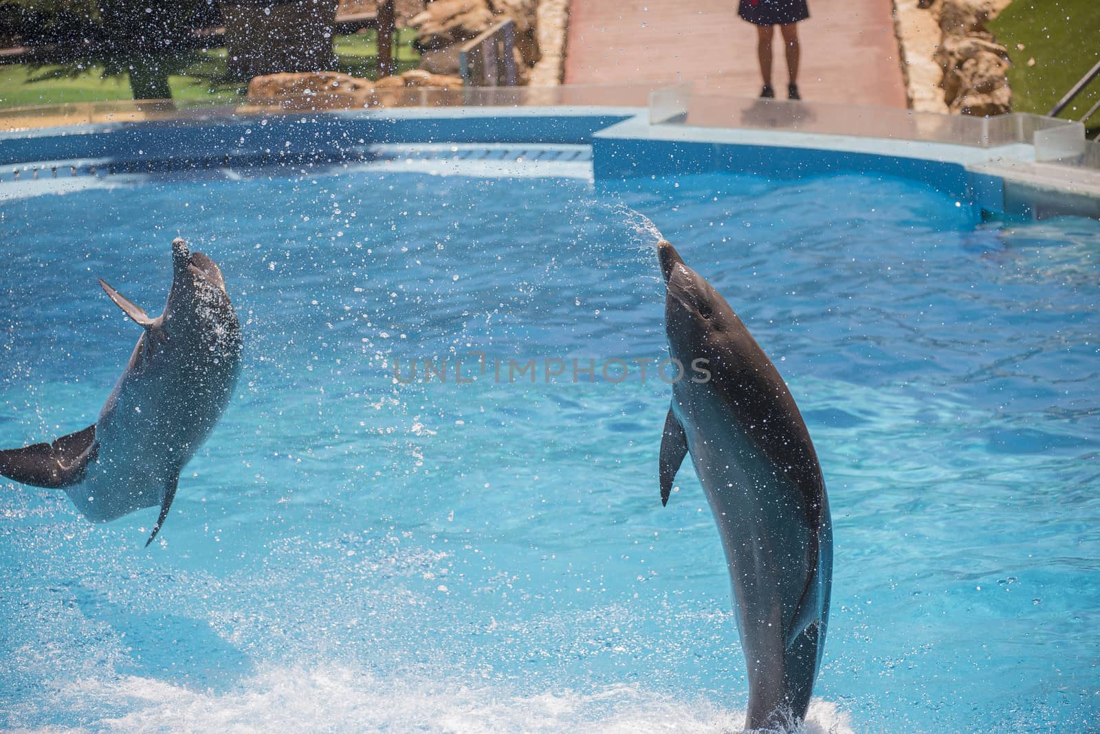 Dolphins jumping high in the air and it looks like they are flying. All the photos are shot July 25, 2013