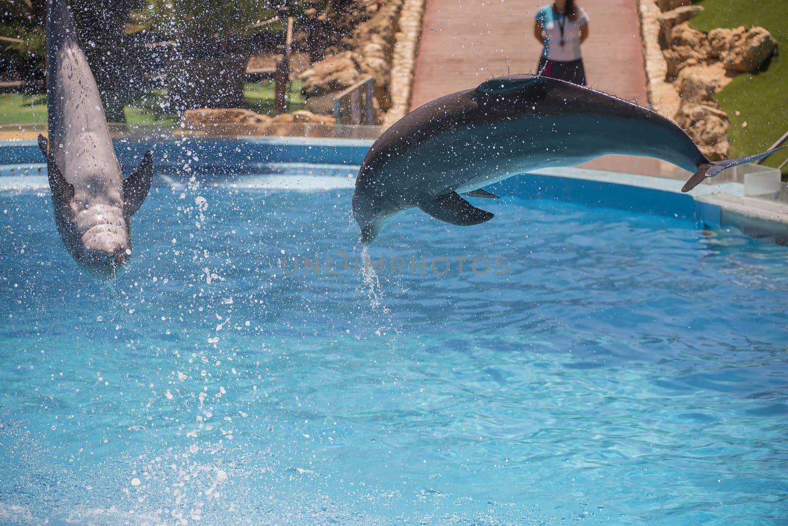 Dolphins jumping high in the air and it looks like they are flying. All the photos are shot July 25, 2013