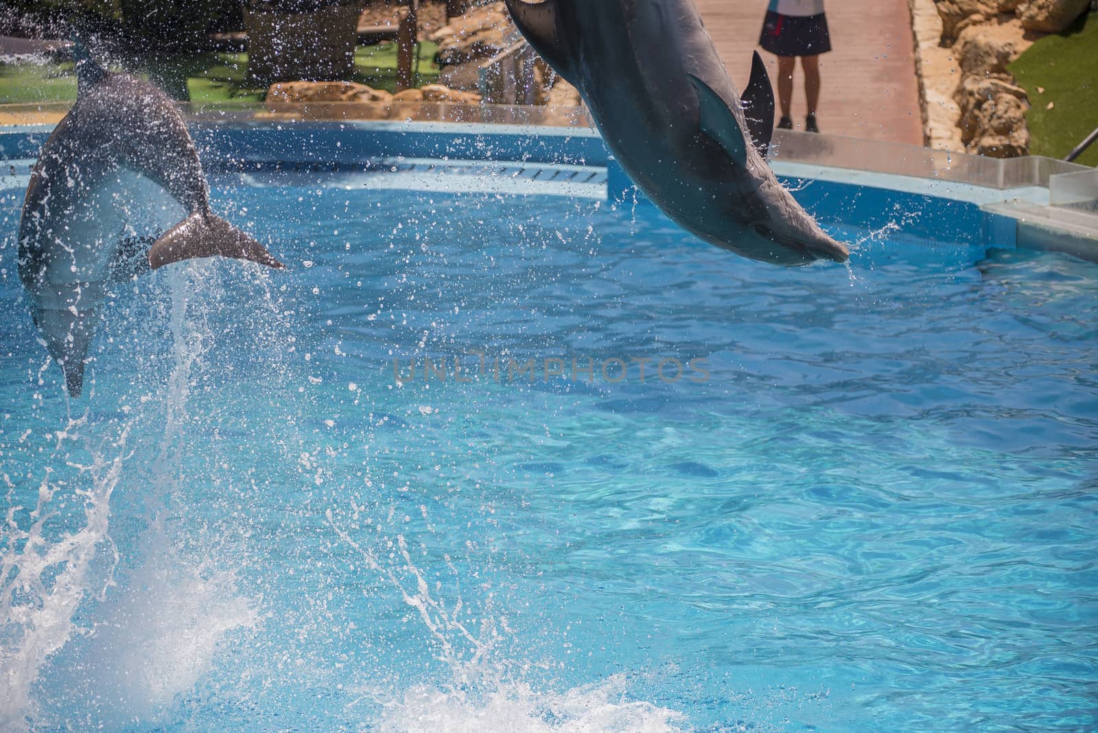 Dolphins jumping high in the air and it looks like they are flying. All the photos are shot July 25, 2013