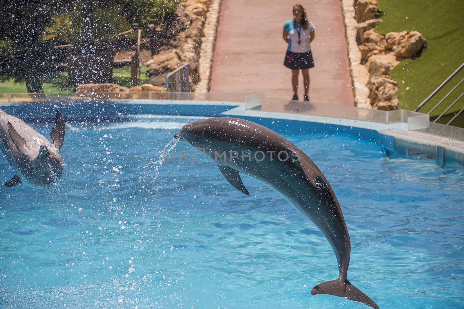 Dolphins jumping high in the air and it looks like they are flying. All the photos are shot July 25, 2013