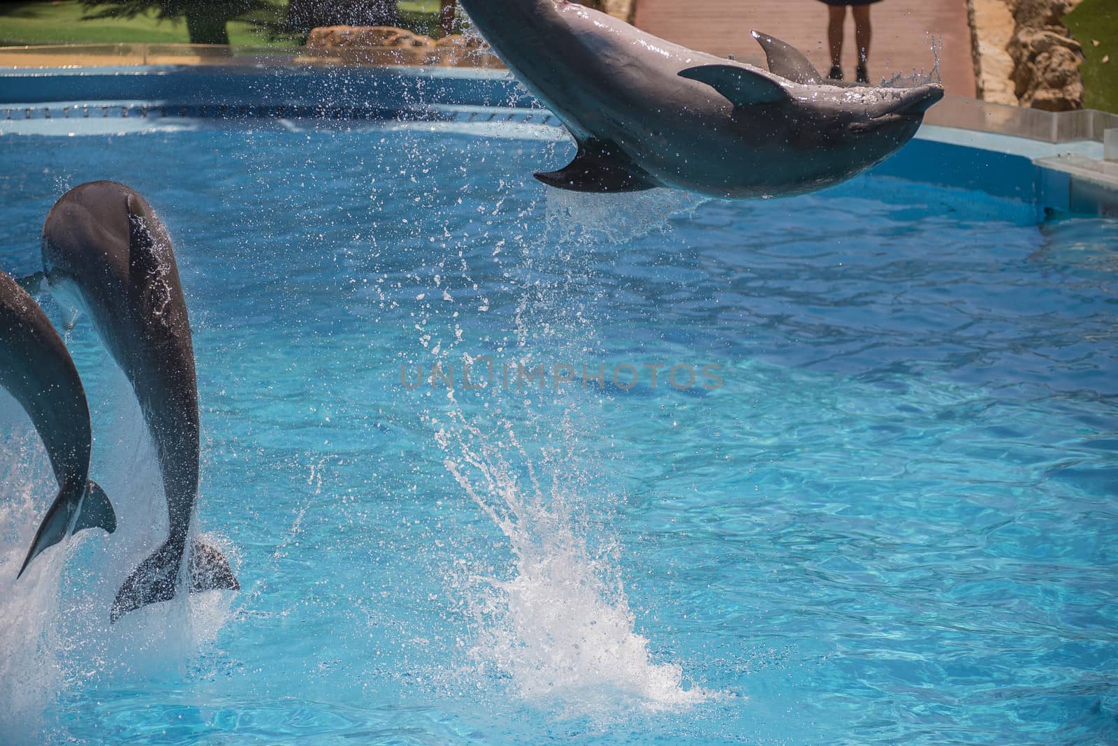 Dolphins jumping high in the air and it looks like they are flying. All the photos are shot July 25, 2013