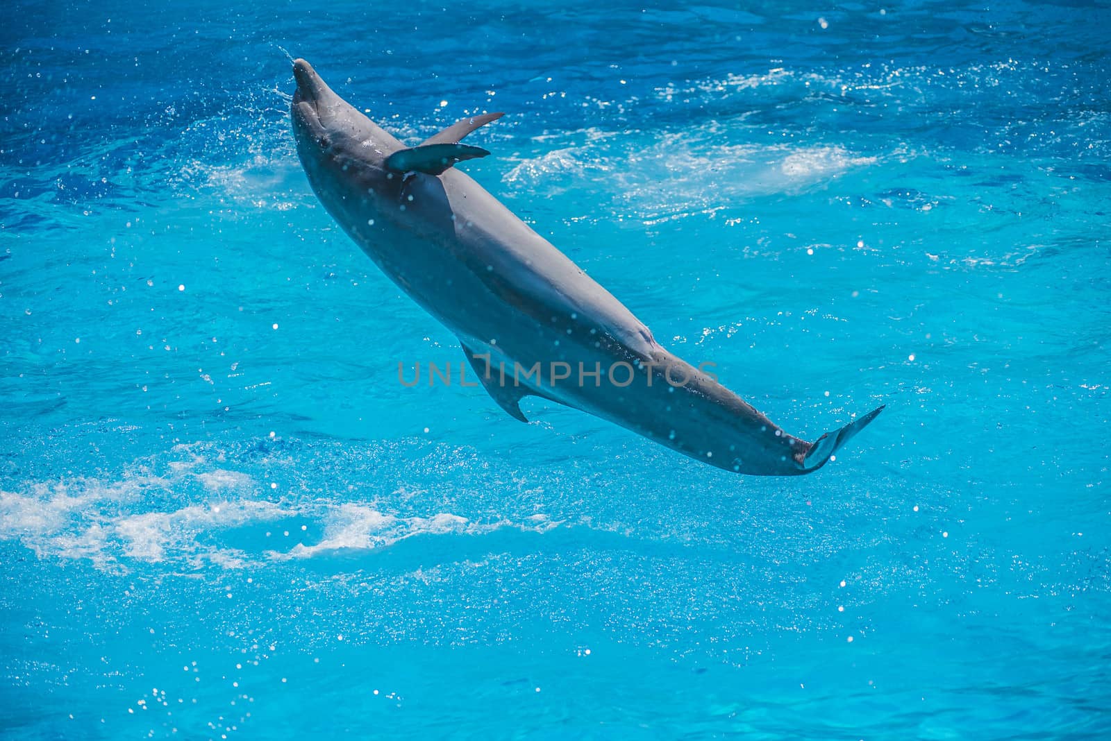 Dolphins jumping high in the air and it looks like they are flying. All the photos are shot July 25, 2013