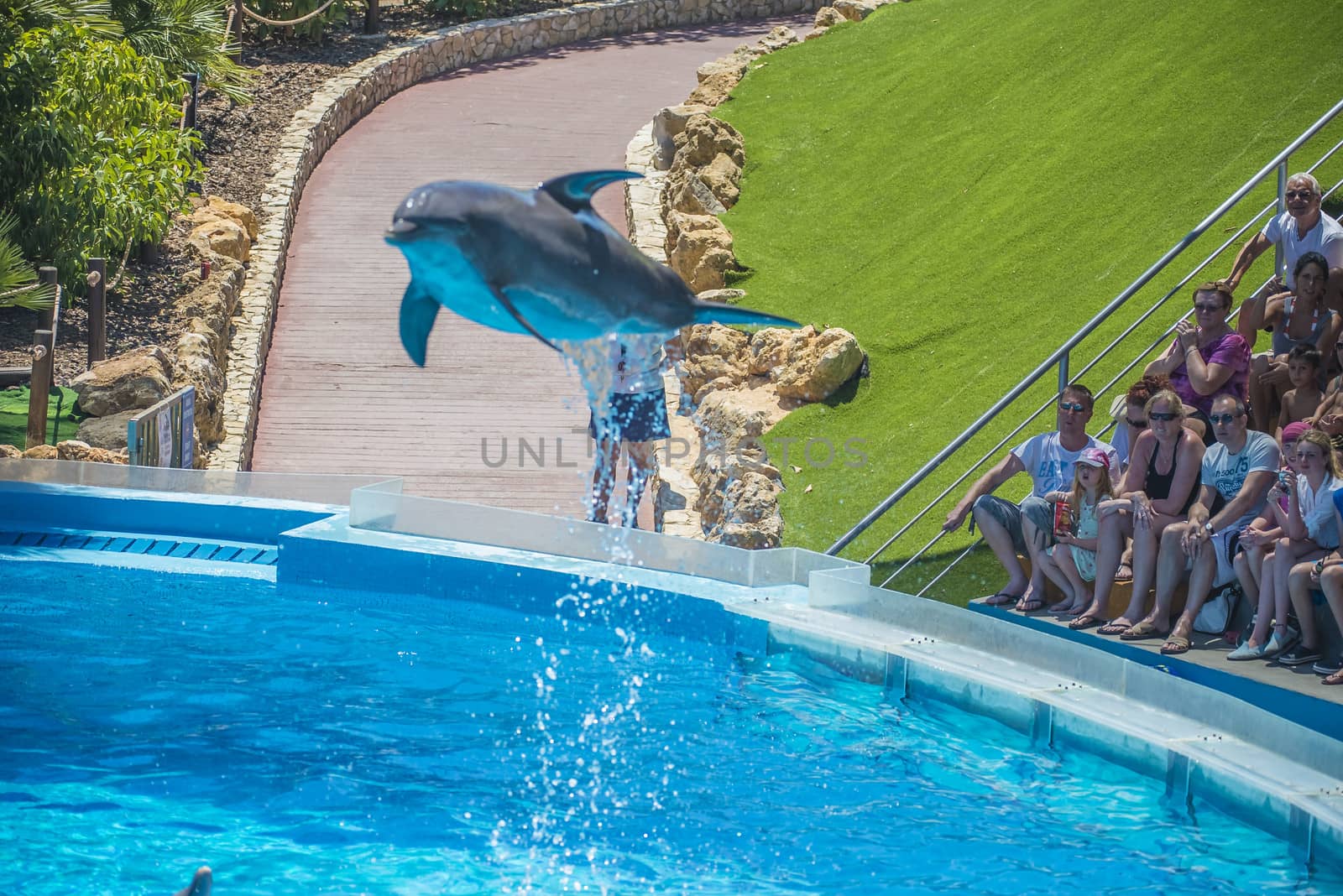 Dolphins jumping high in the air and it looks like they are flying. All the photos are shot July 25, 2013