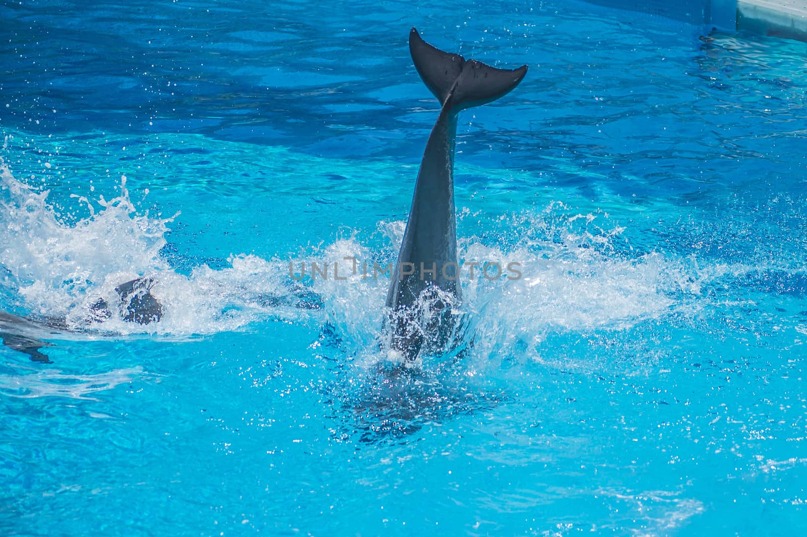 Dolphins jumping high in the air and it looks like they are flying. All the photos are shot July 25, 2013