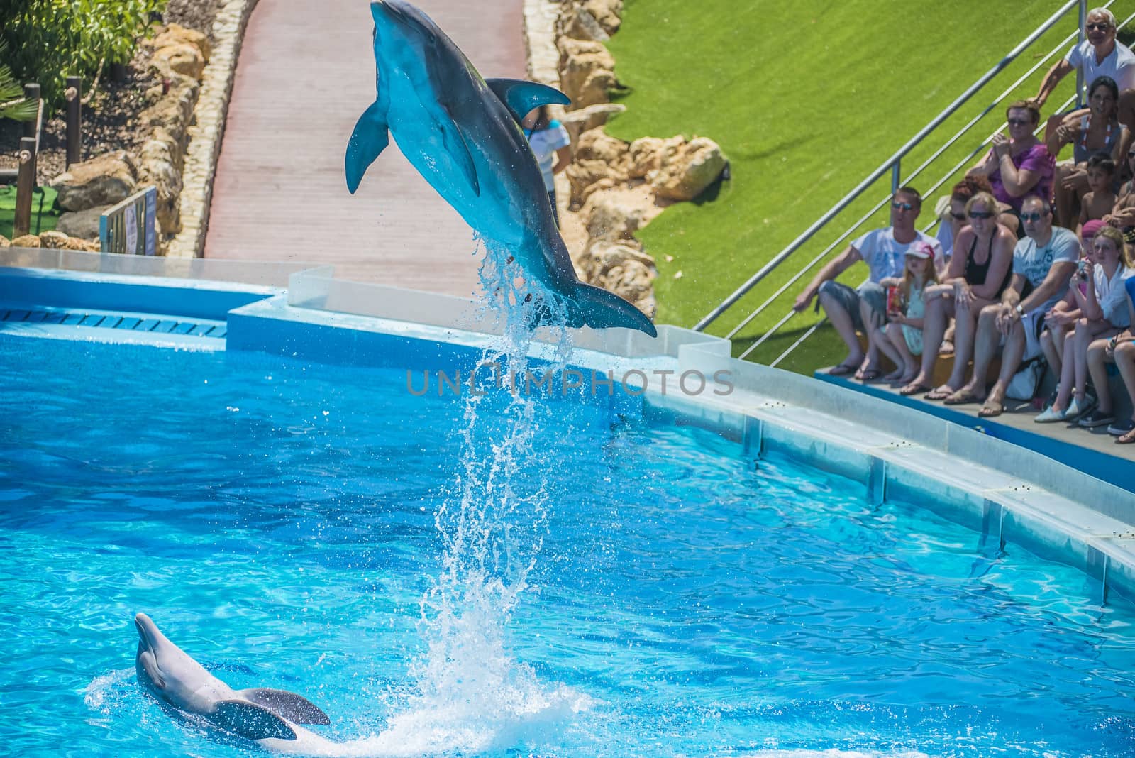 Dolphins jumping high in the air and it looks like they are flying. All the photos are shot July 25, 2013