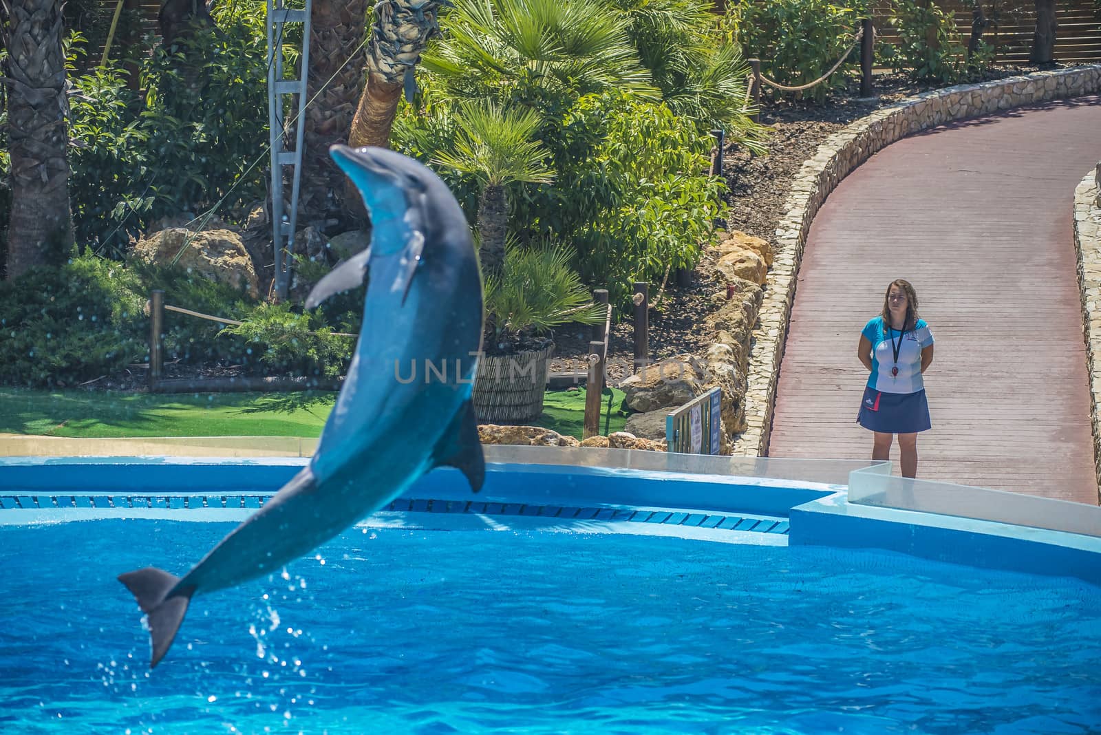 Dolphins jumping high in the air and it looks like they are flying. All the photos are shot July 25, 2013