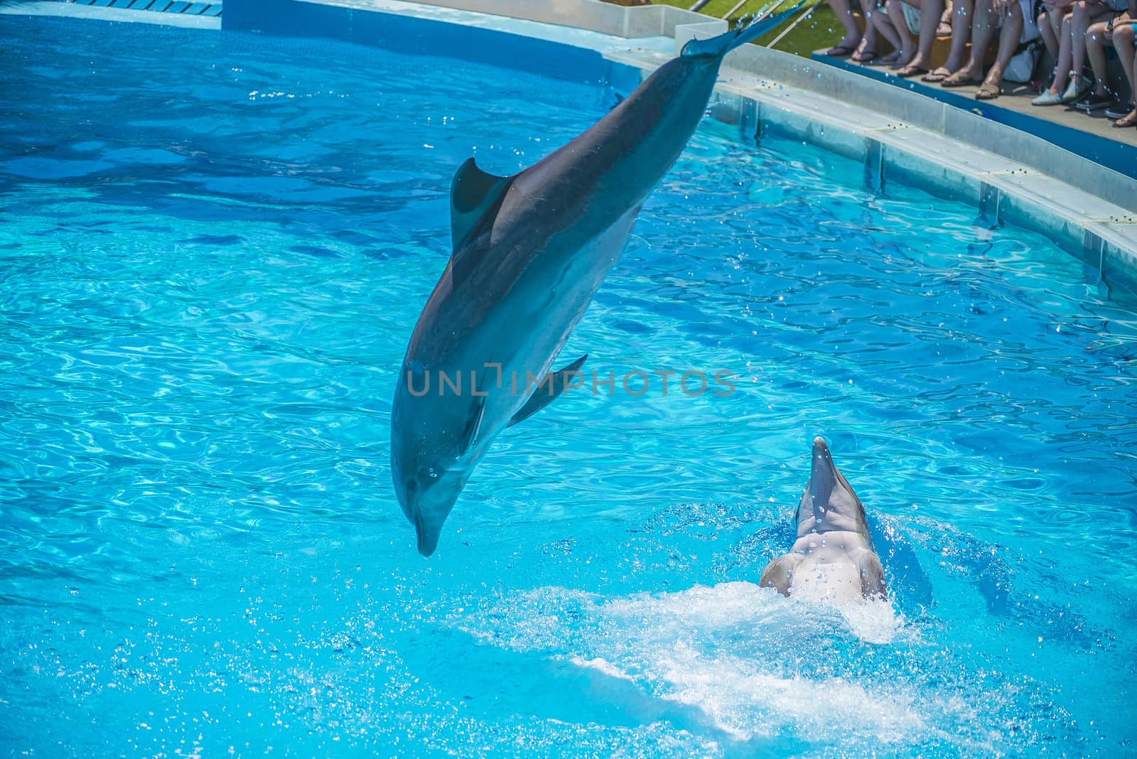 Dolphins jumping high in the air and it looks like they are flying. All the photos are shot July 25, 2013