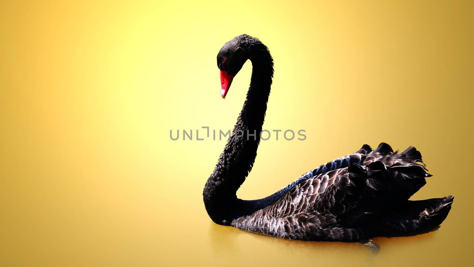 Black swans are swimming with Yellow background