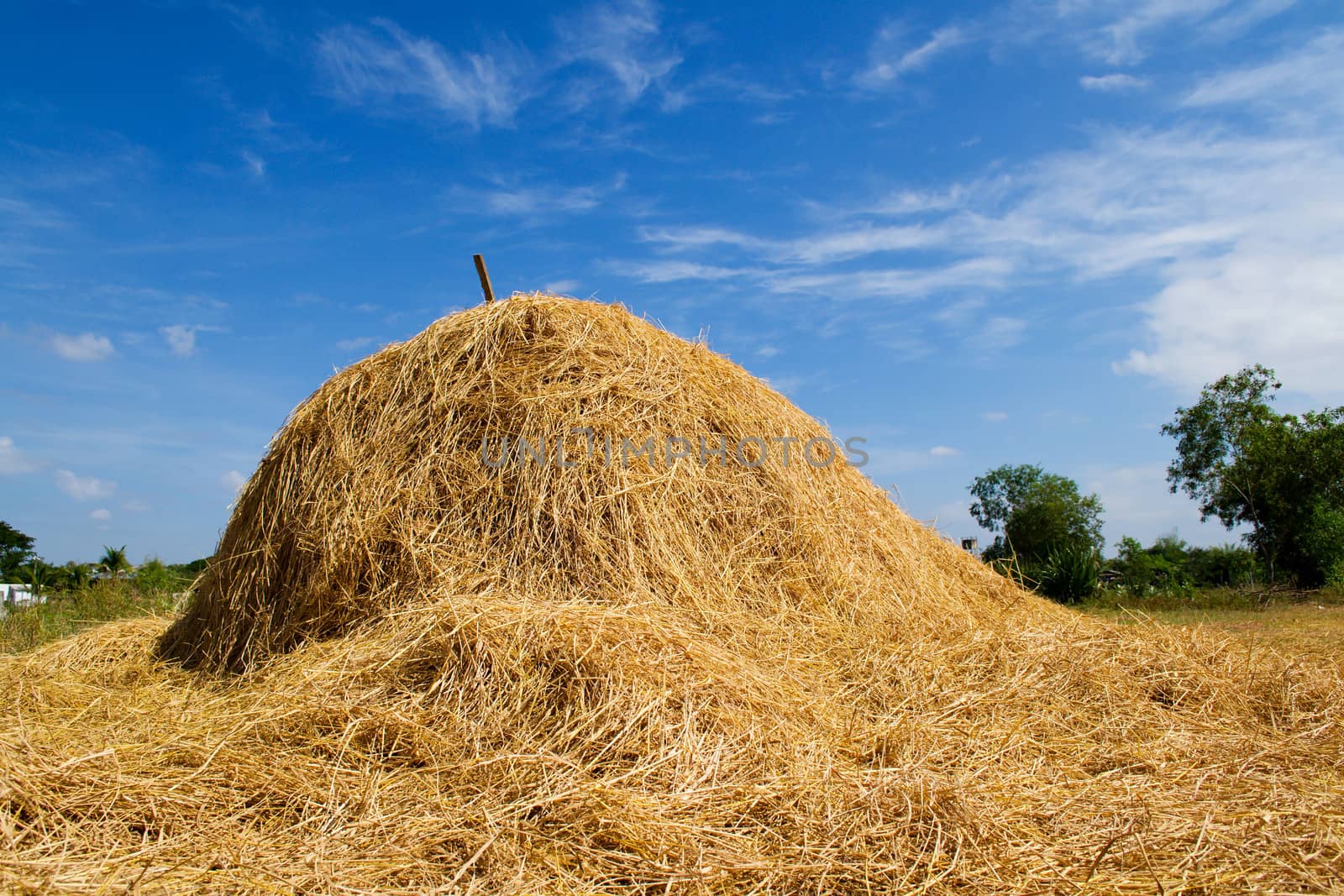 Rice straw with blue sky in farm