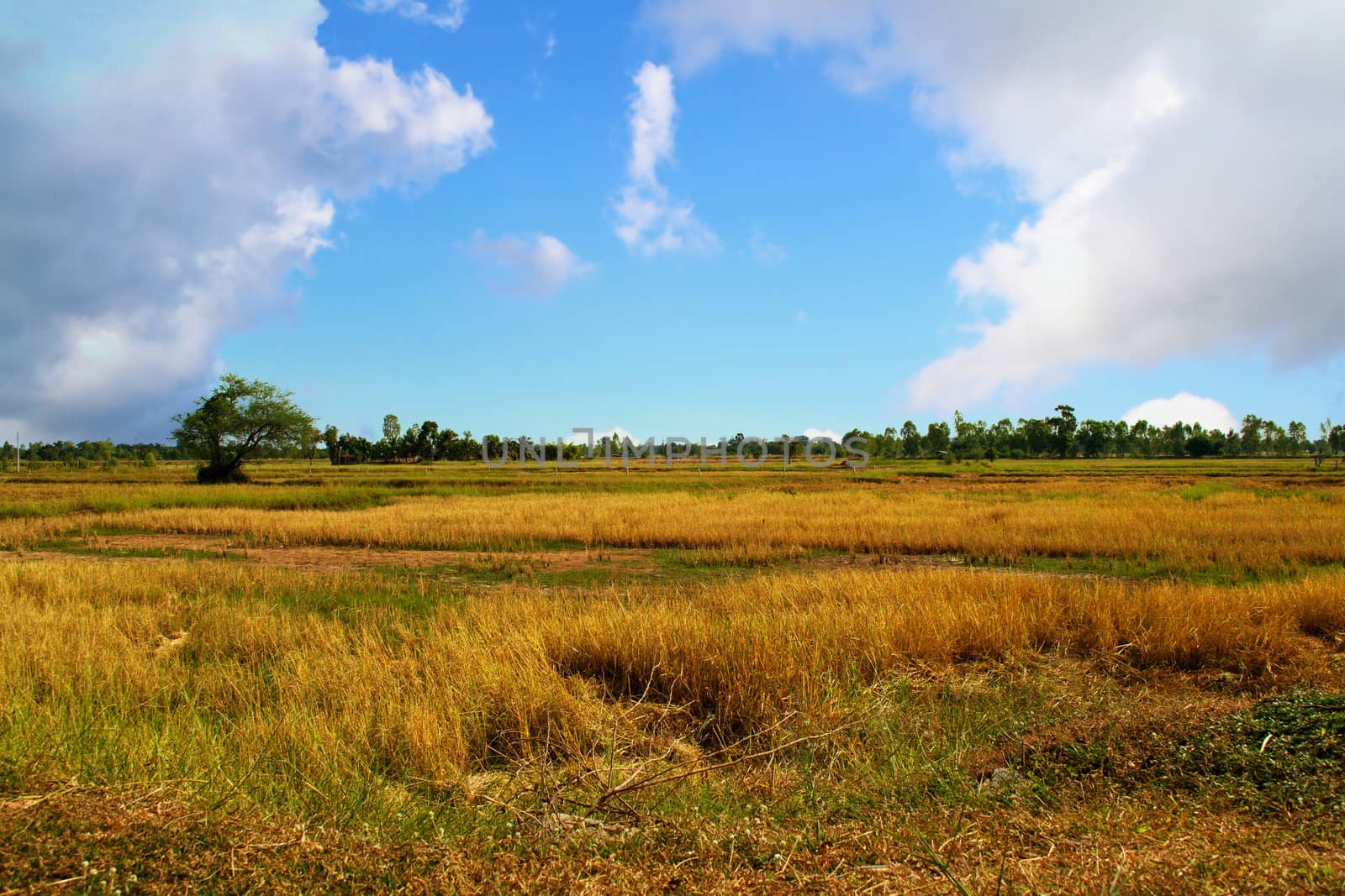 Wide Rice fields in blue sky with clouds.