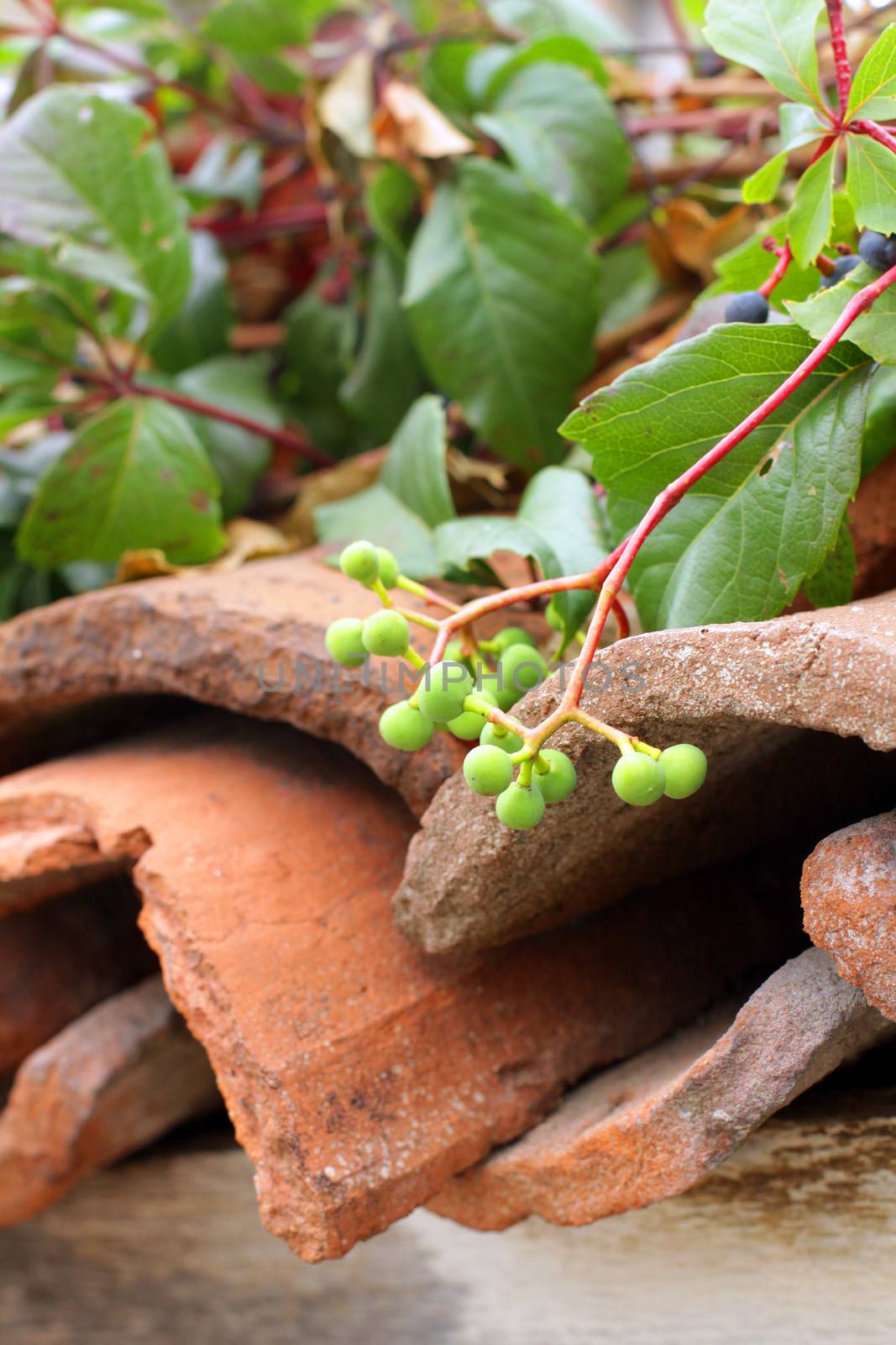 Boston ivy on the old house in Bulgaria