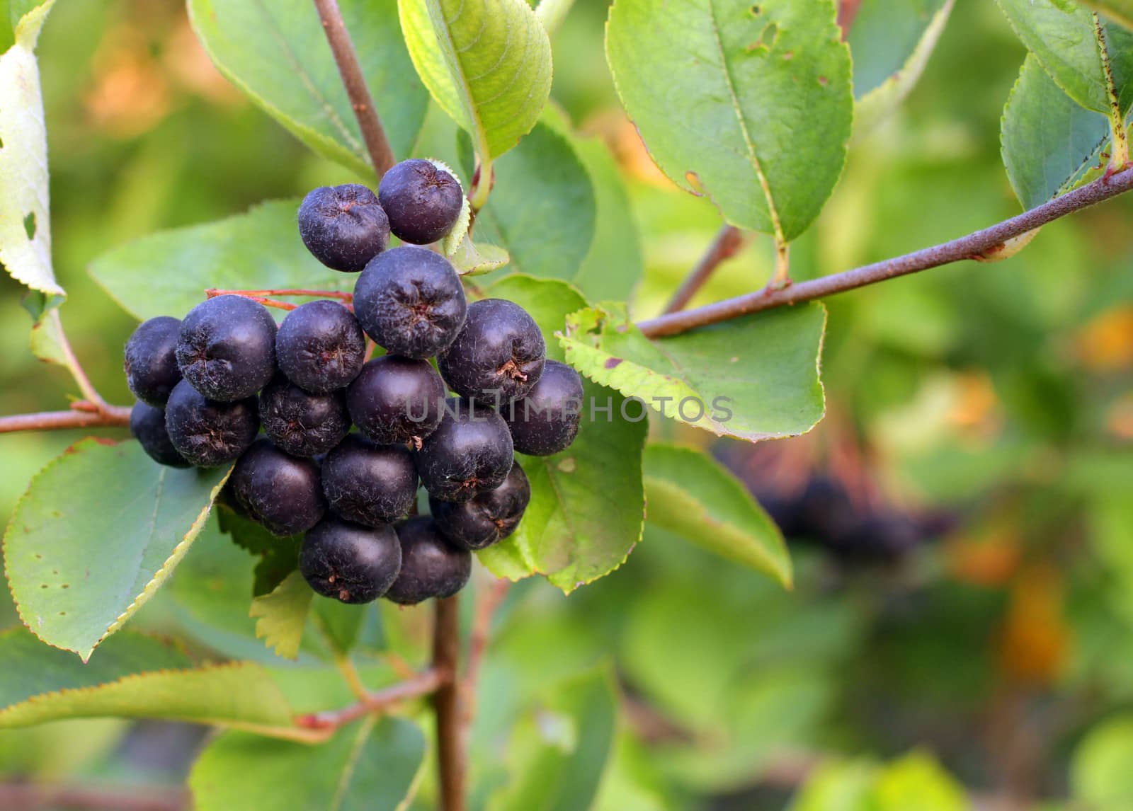 Black Chokeberries (Aronia) on bush in garden