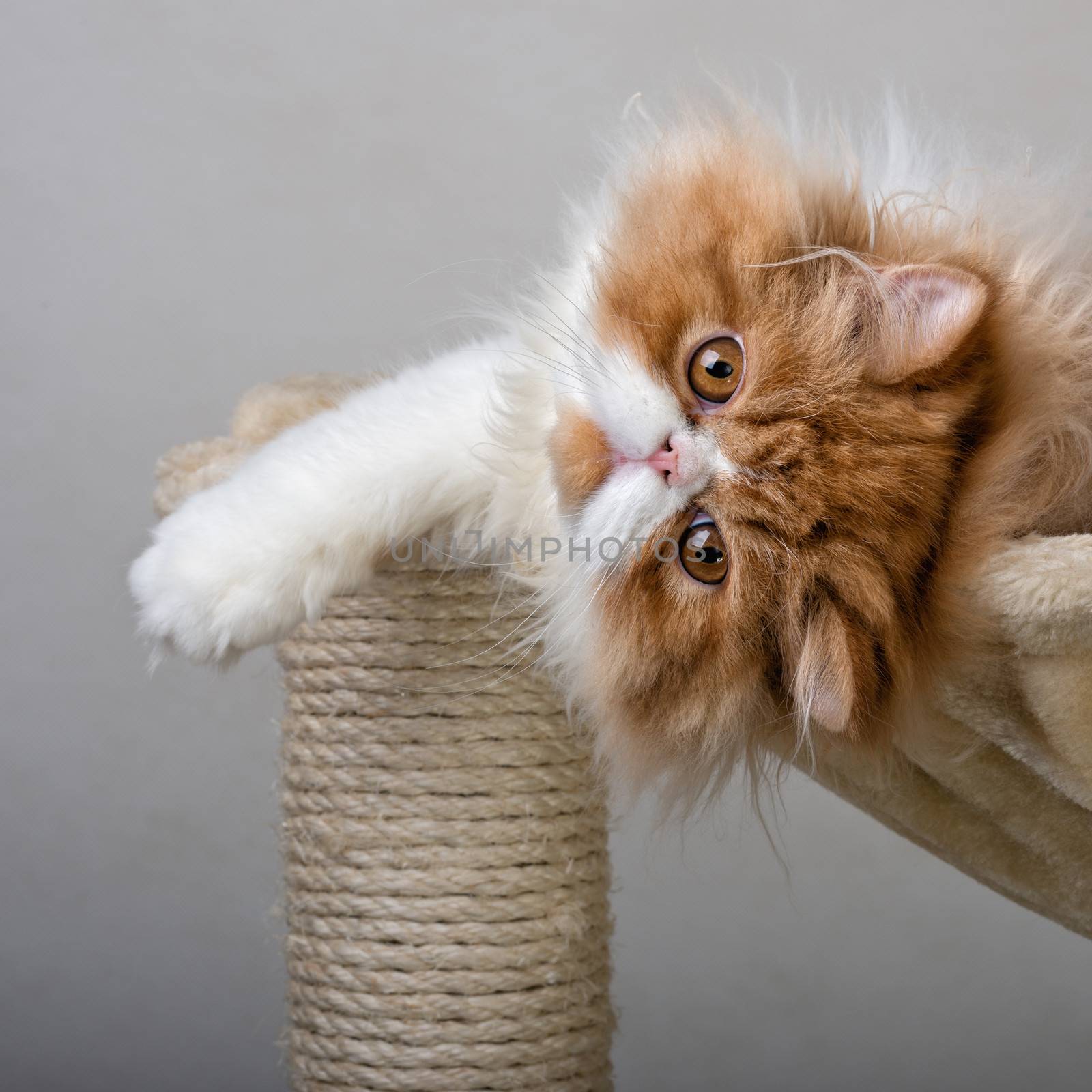 House Persian kitten Of Red and White Color by fotooxotnik