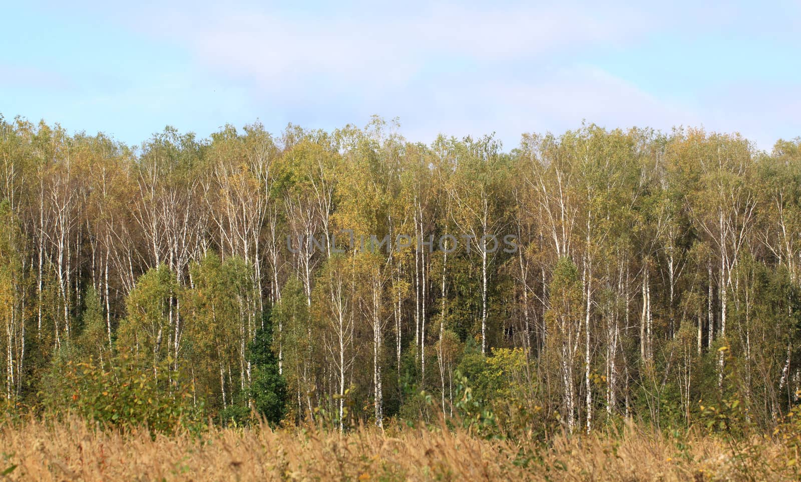 Autumn forest
