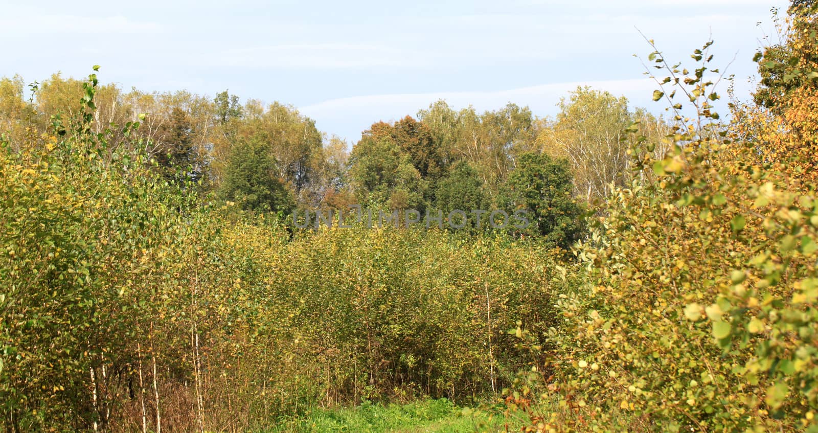 Autumn forest