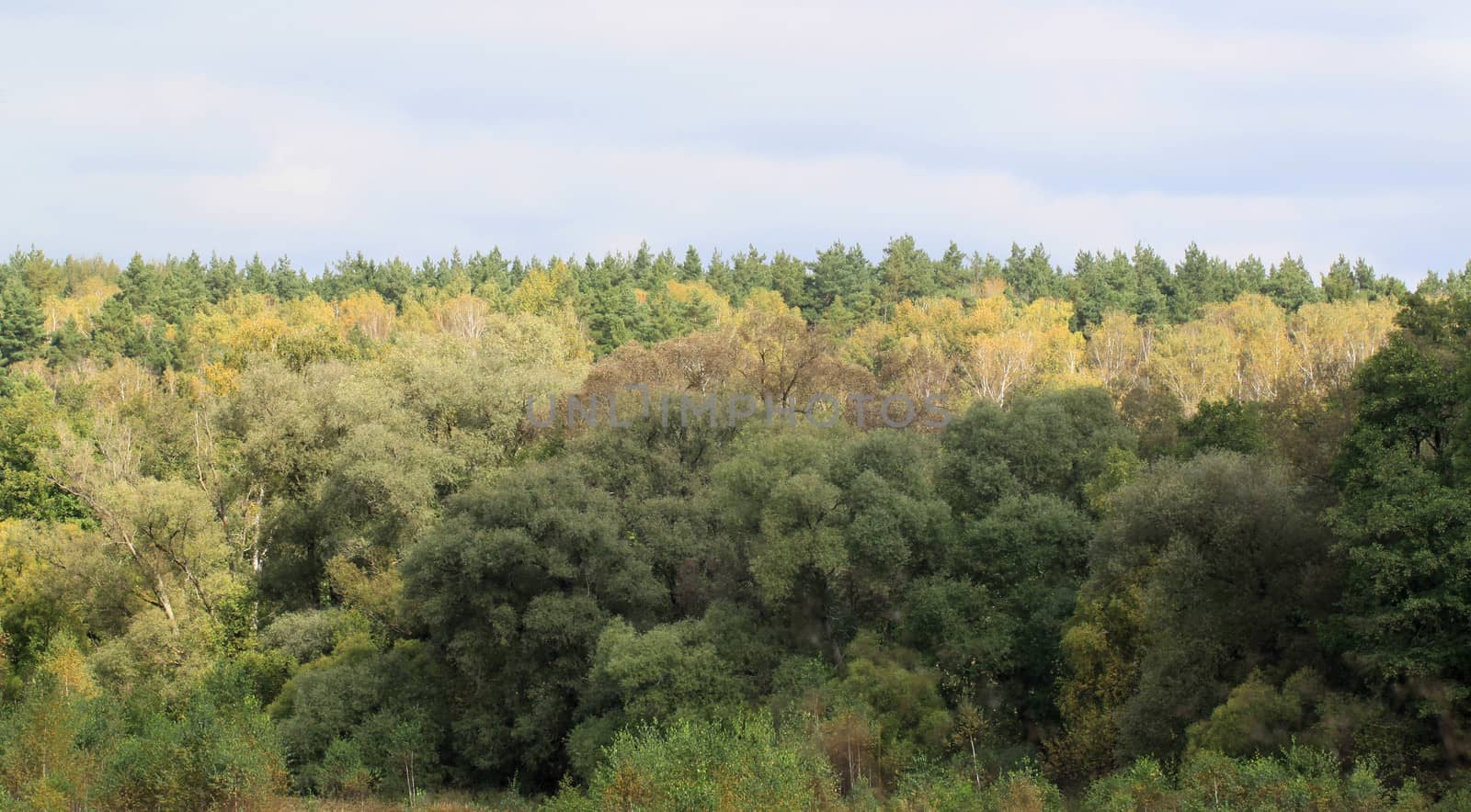 Autumn forest