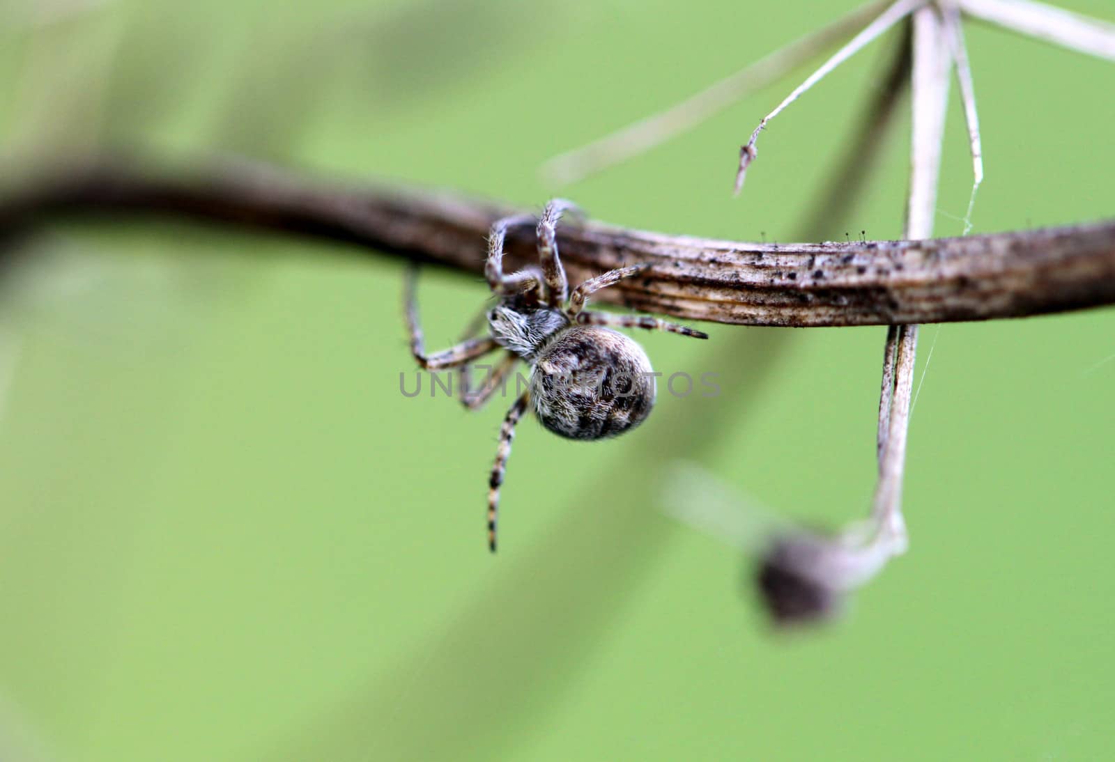 Small spider krestovik