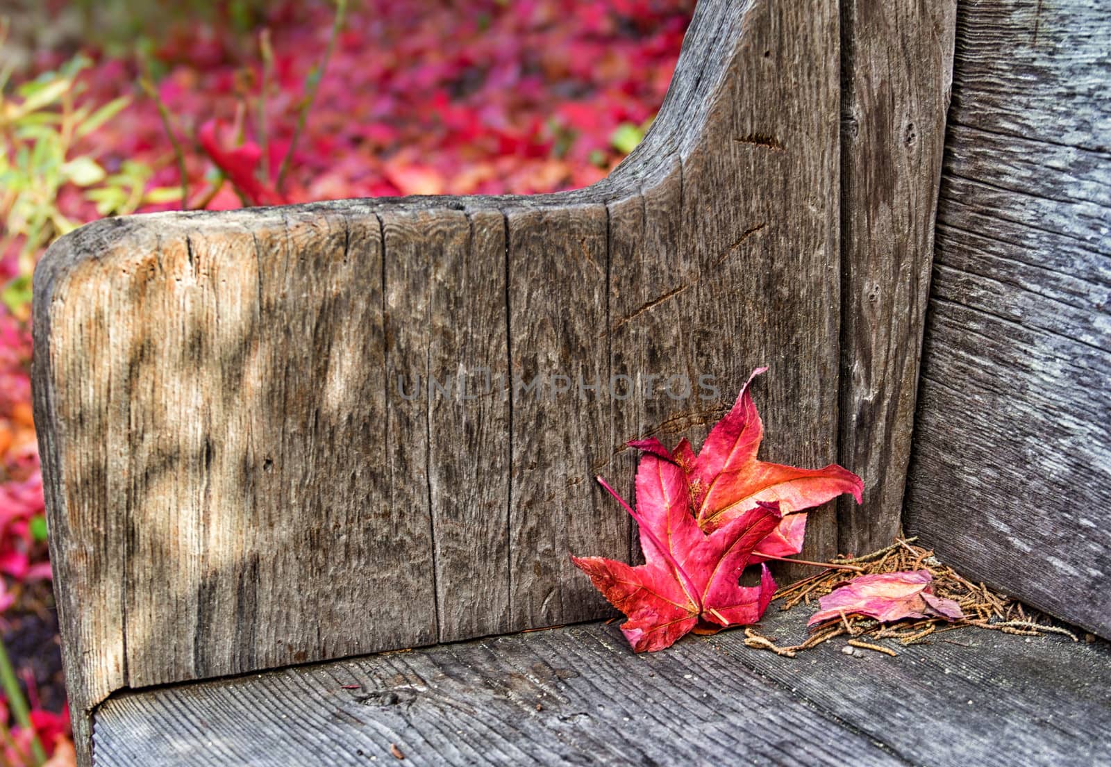 Crimson Red Leaves on Wood Park Bench
