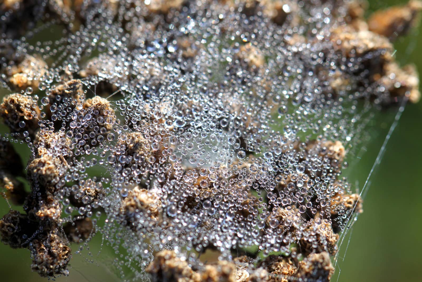 Spider web with water drops