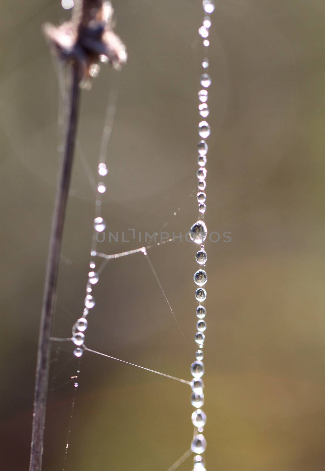 Spider web with water drops