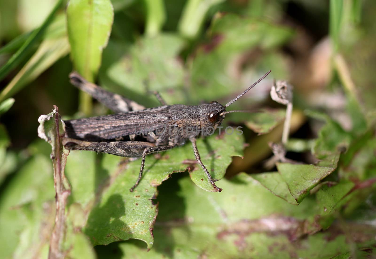 Brown grasshopper in the grass