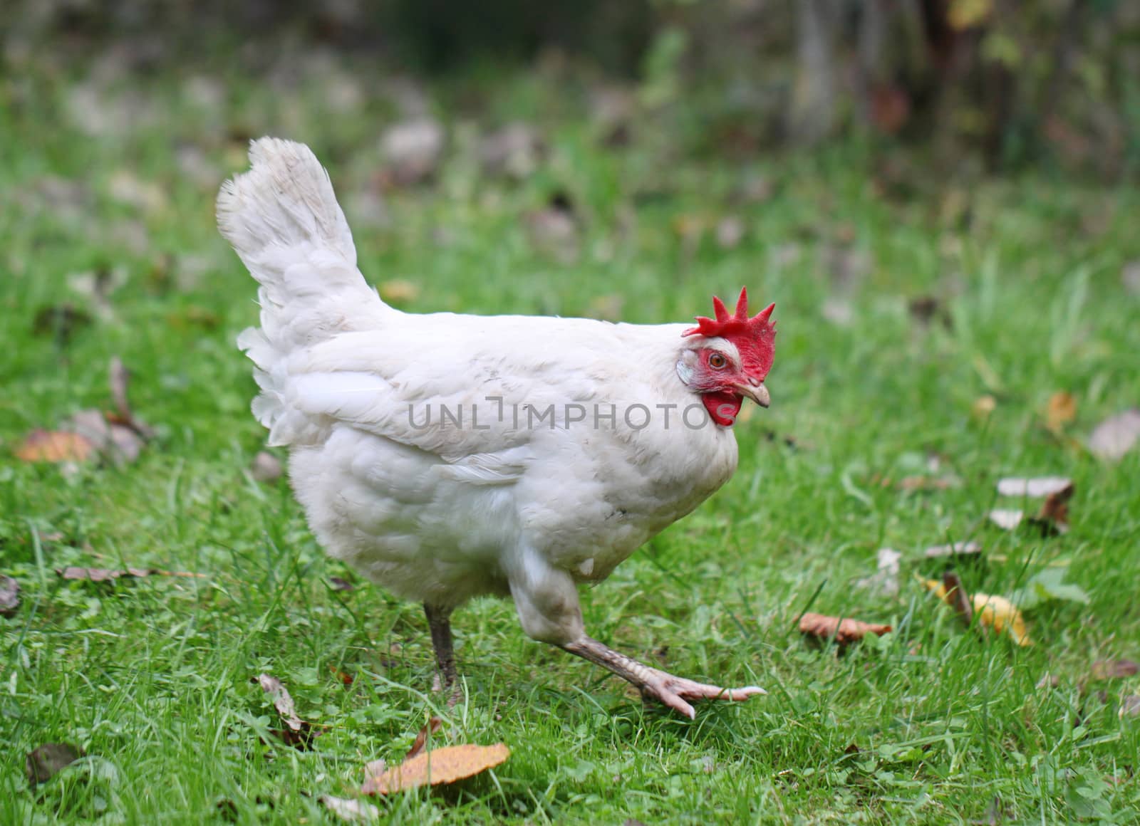 White chicken walking on green field