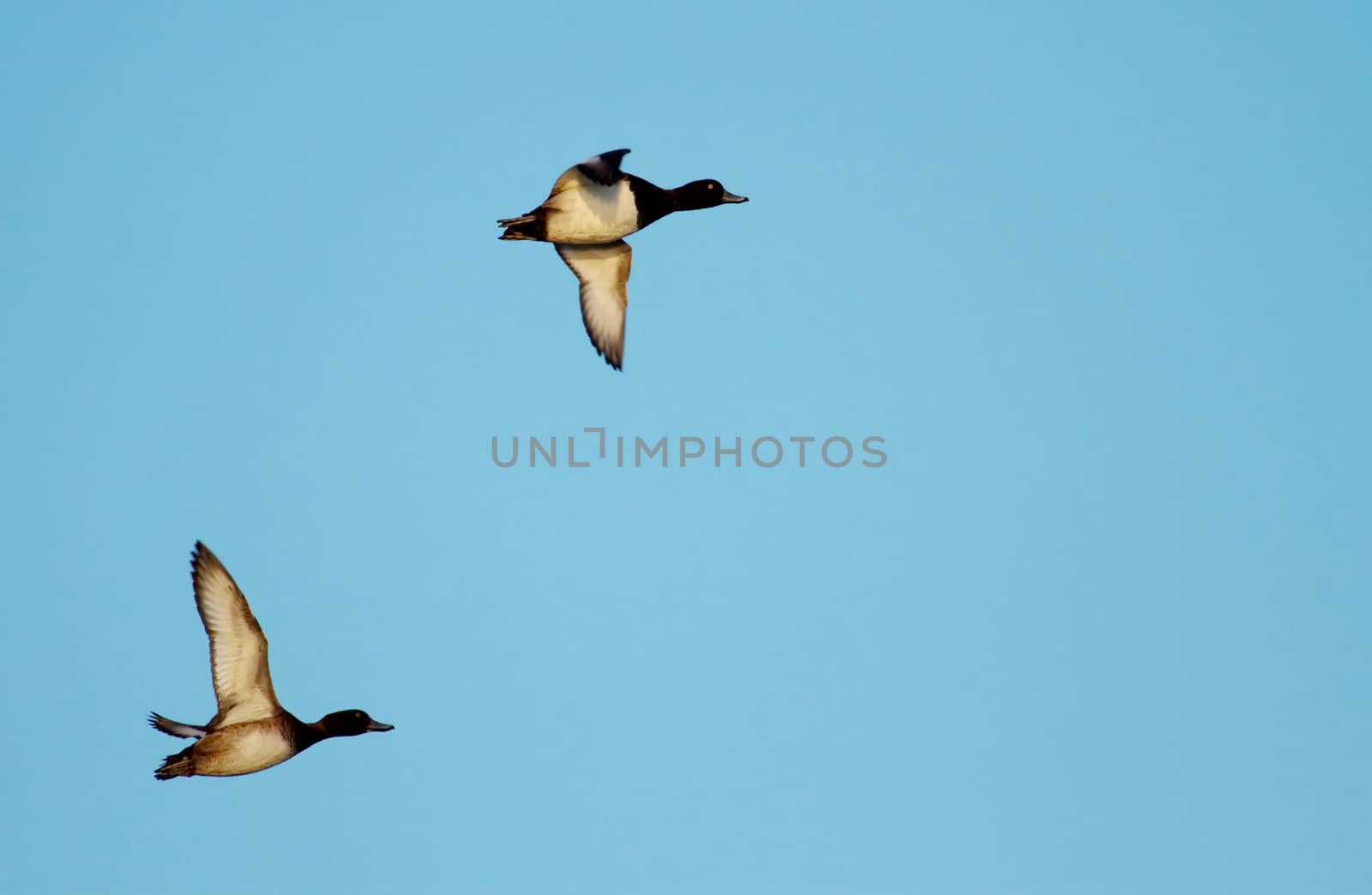 Two tufted duck flying in deep blue sky by sunset light