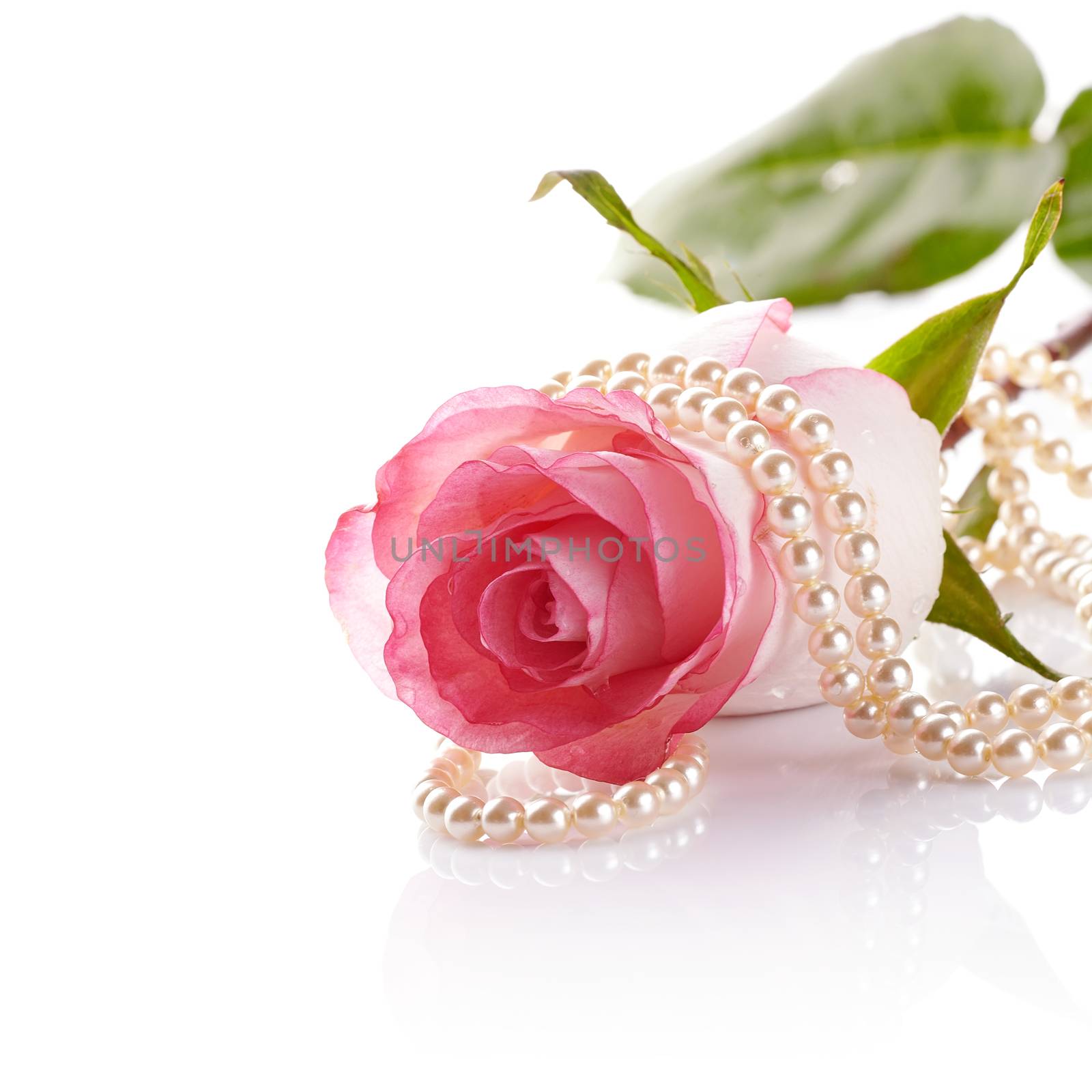 Pink rose. Rose on a white background. Pink flower. Pink rose and pearl beads.
