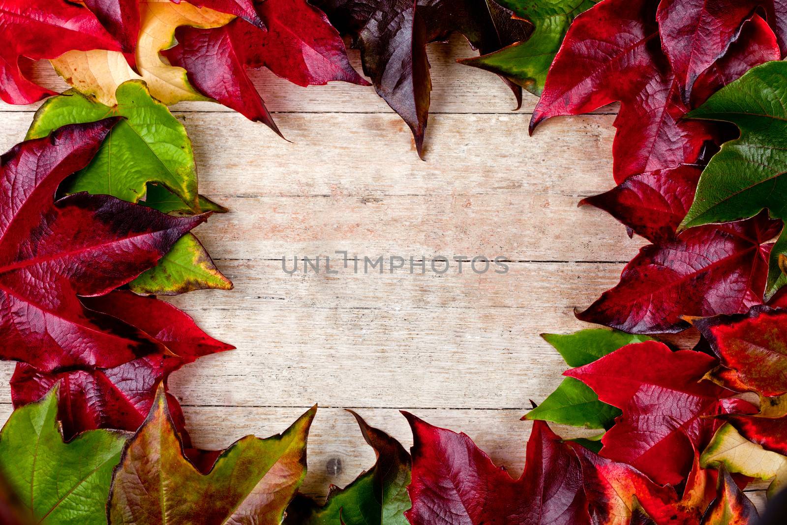  frame of autumn leaves by marylooo