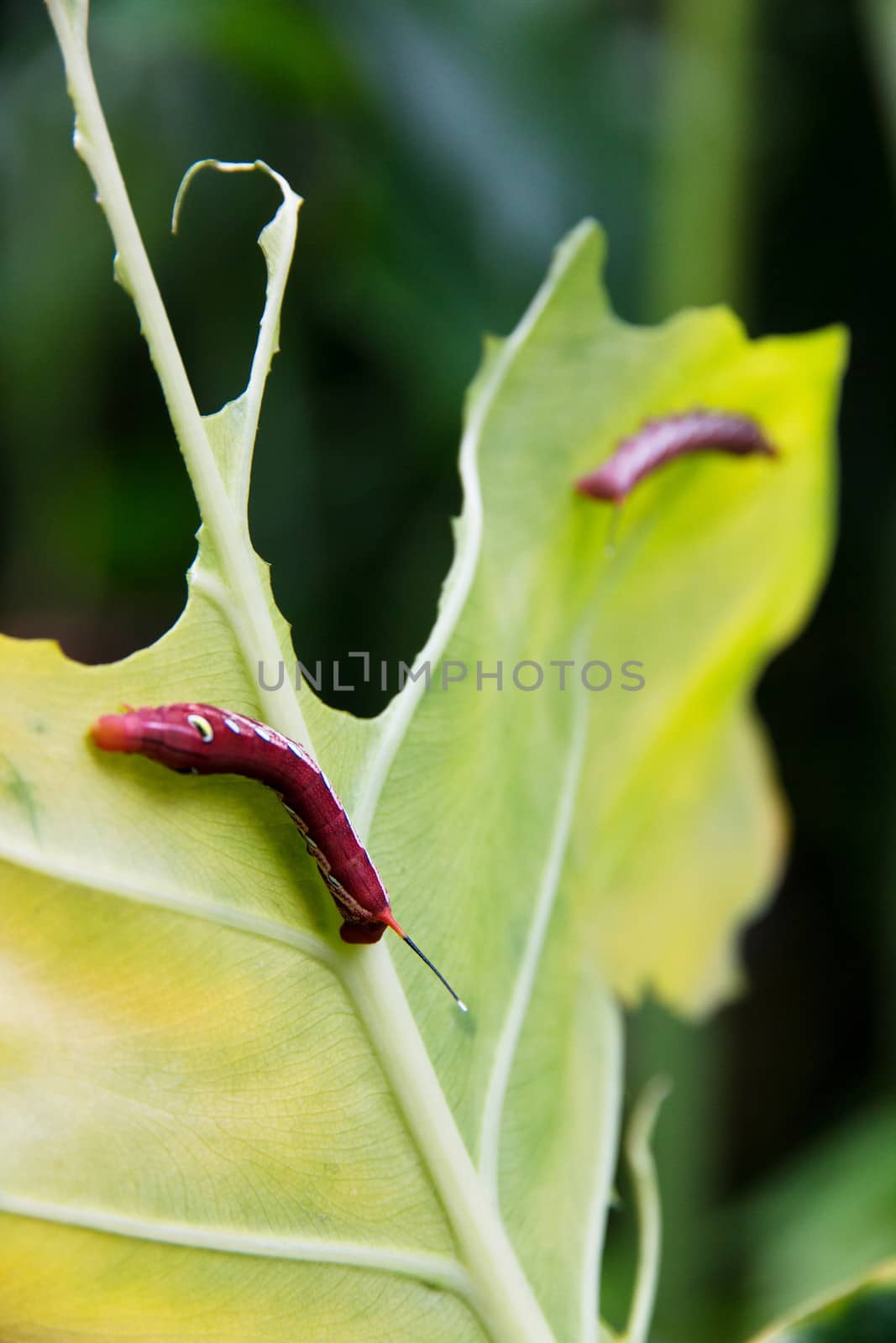 Caterpillar and a chewed leaf by ponsulak