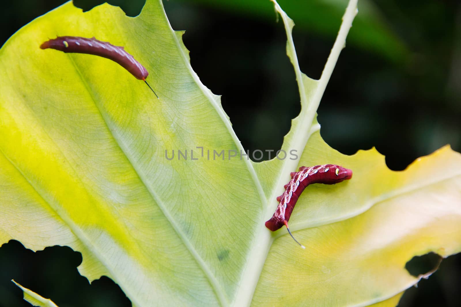 Caterpillar and a chewed leaf