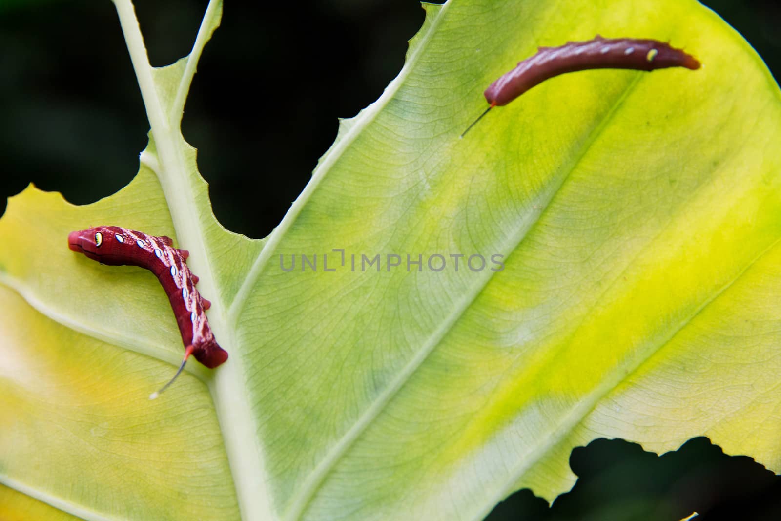 Caterpillar and a chewed leaf by ponsulak