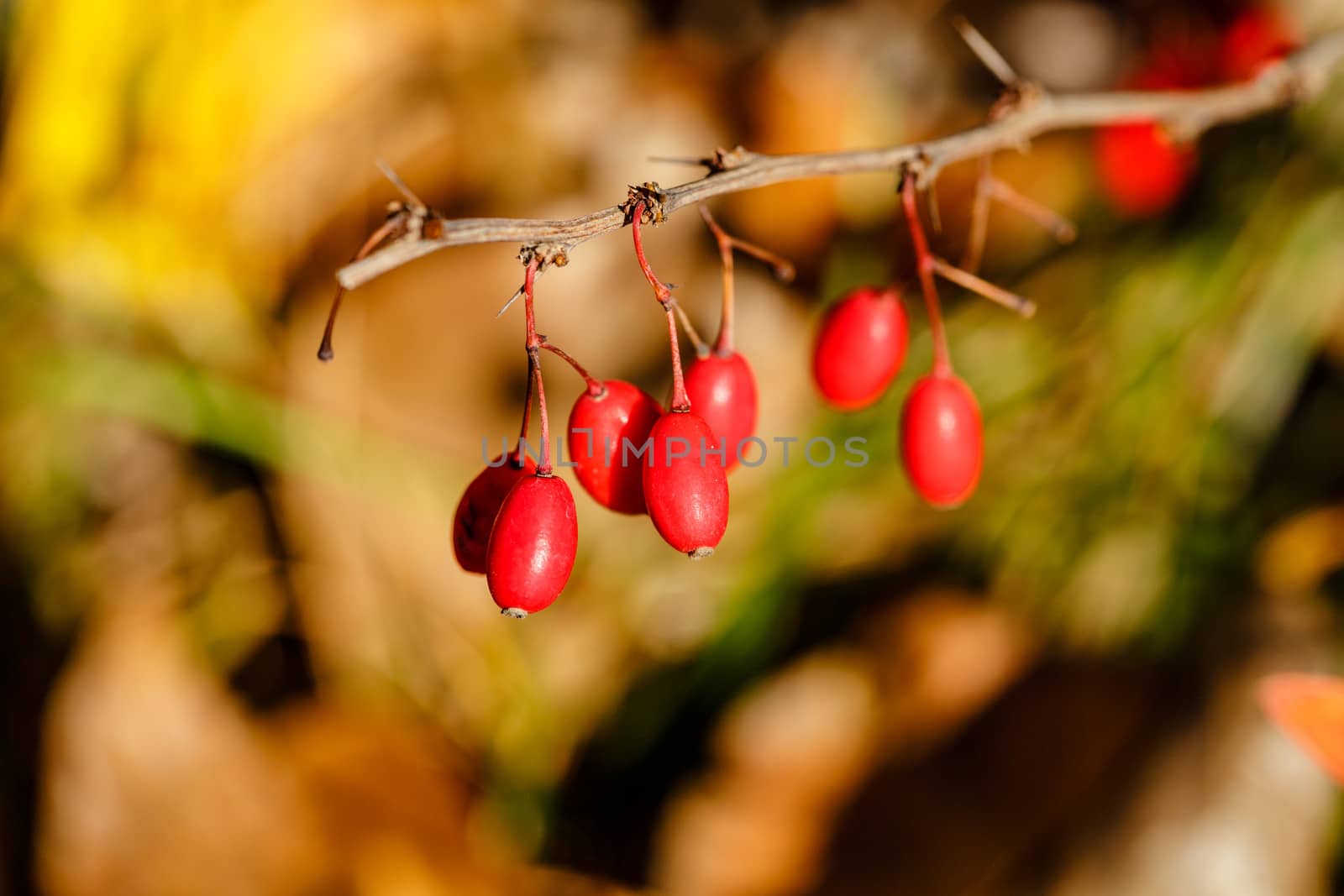 Berries and thorns in the autumn forest close-up shot