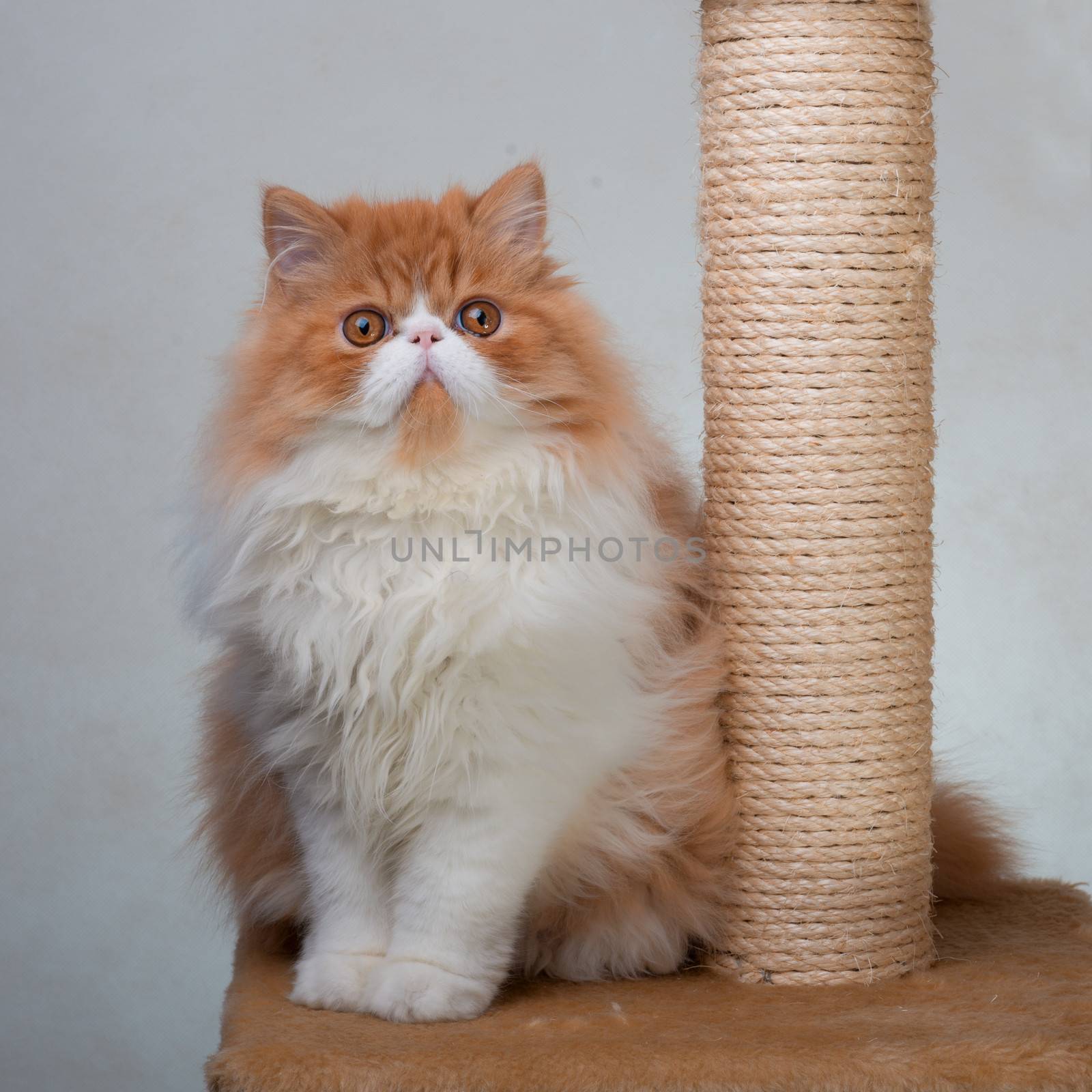 House Persian kitten Of Red and White Color by fotooxotnik