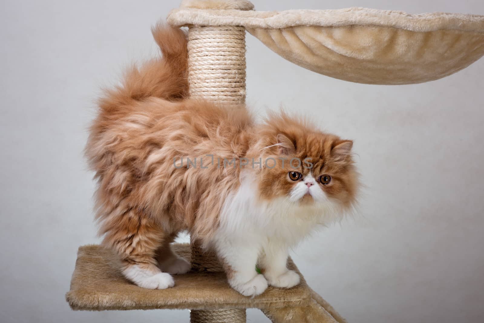 House Persian kitten of a red and white color on simple background