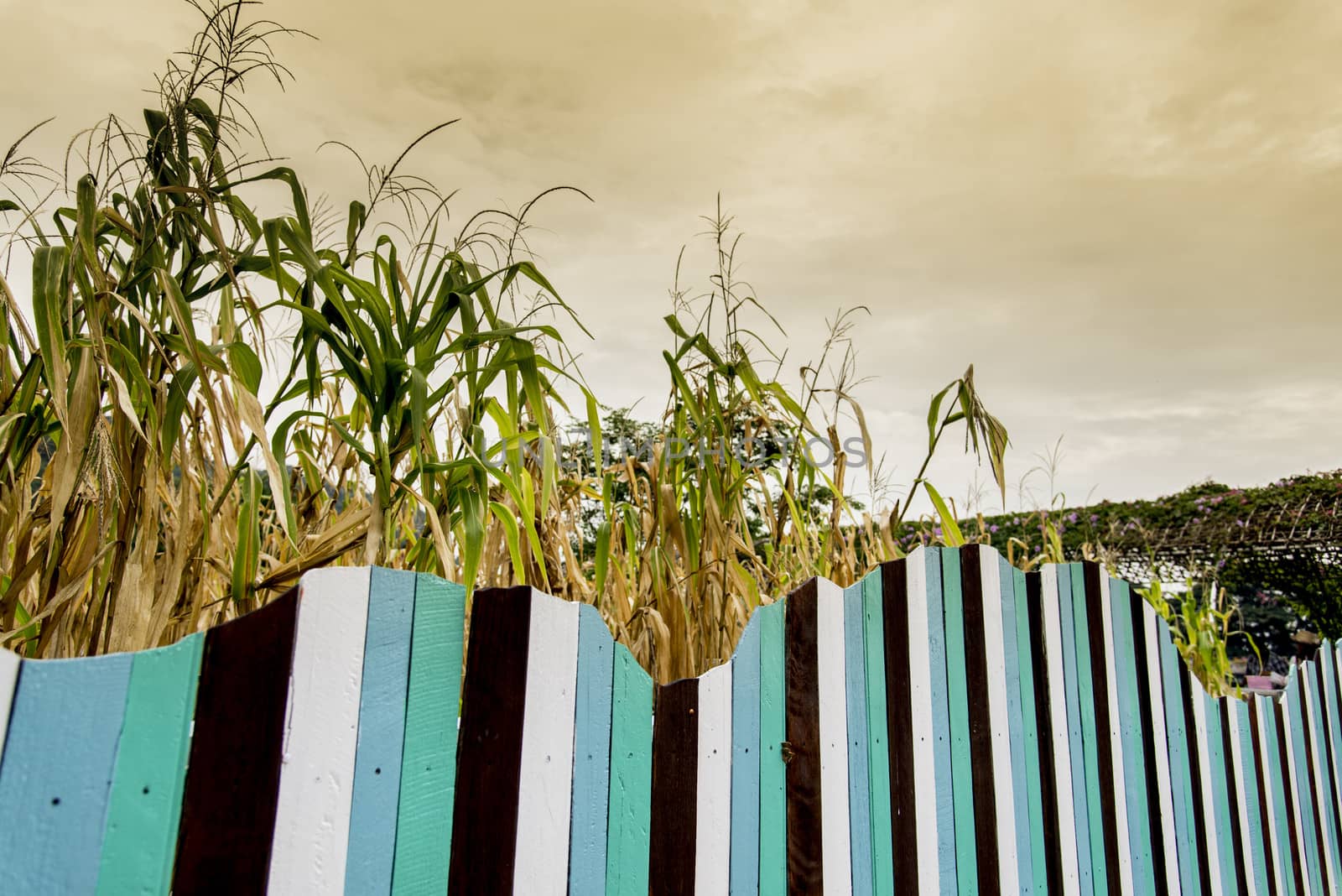 Corn field with colorful wooden fence2
