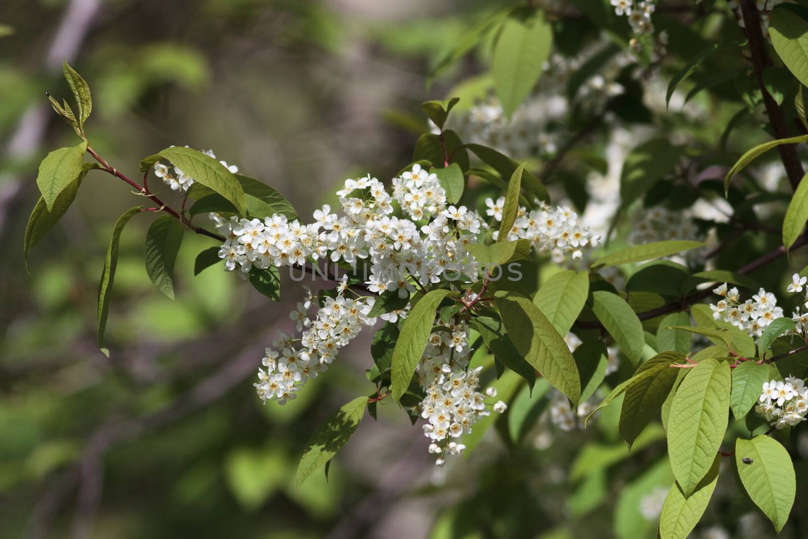 Branch of a blossoming bird cherry in the early spring