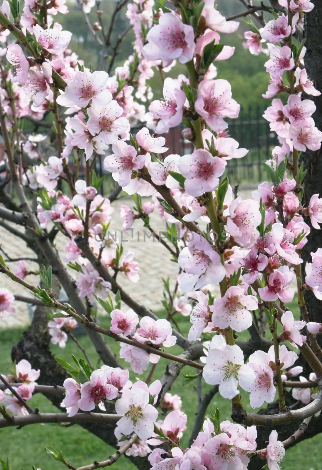 Background of blossoming plum branch in a spring garden