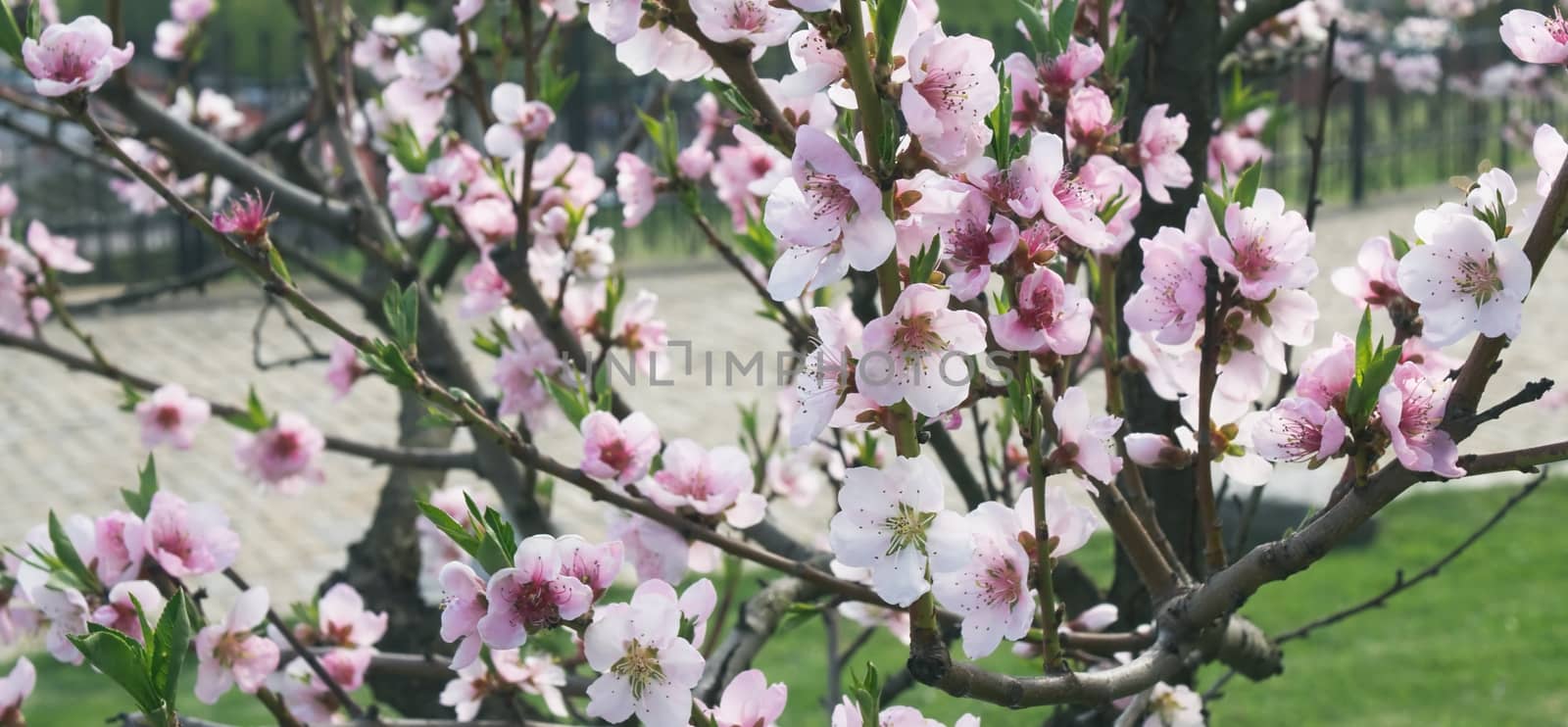 Background of blossoming plum branch in a spring garden