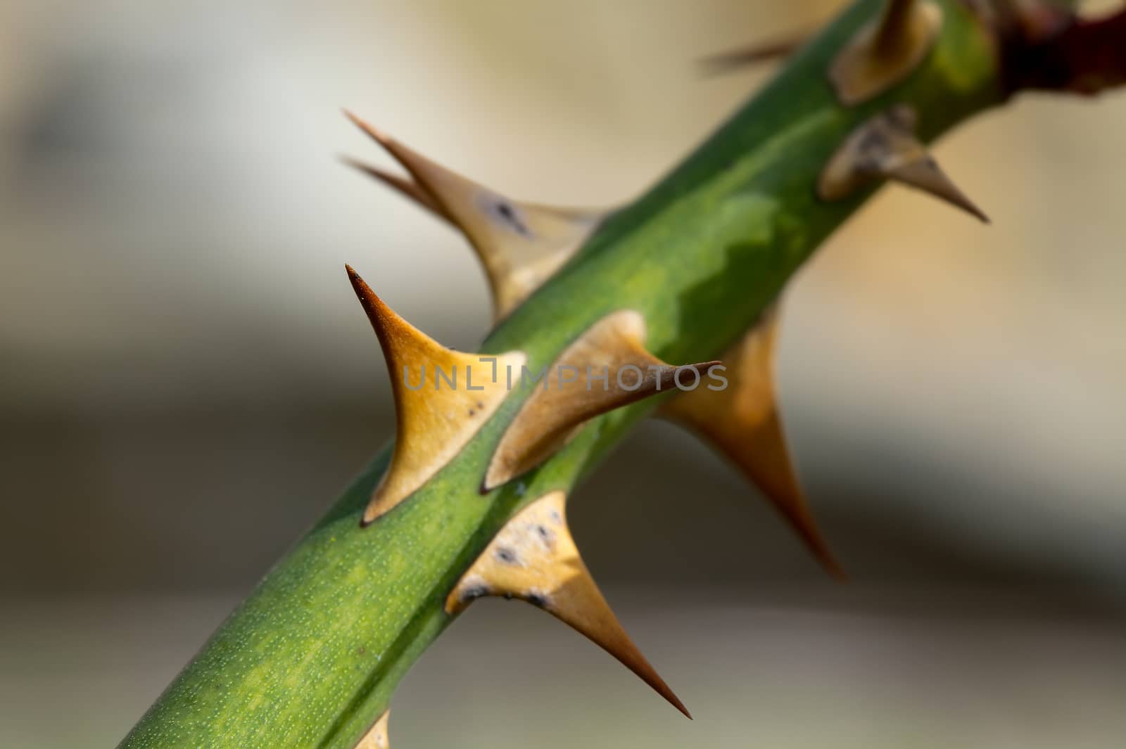 Sharp rose thorns close up