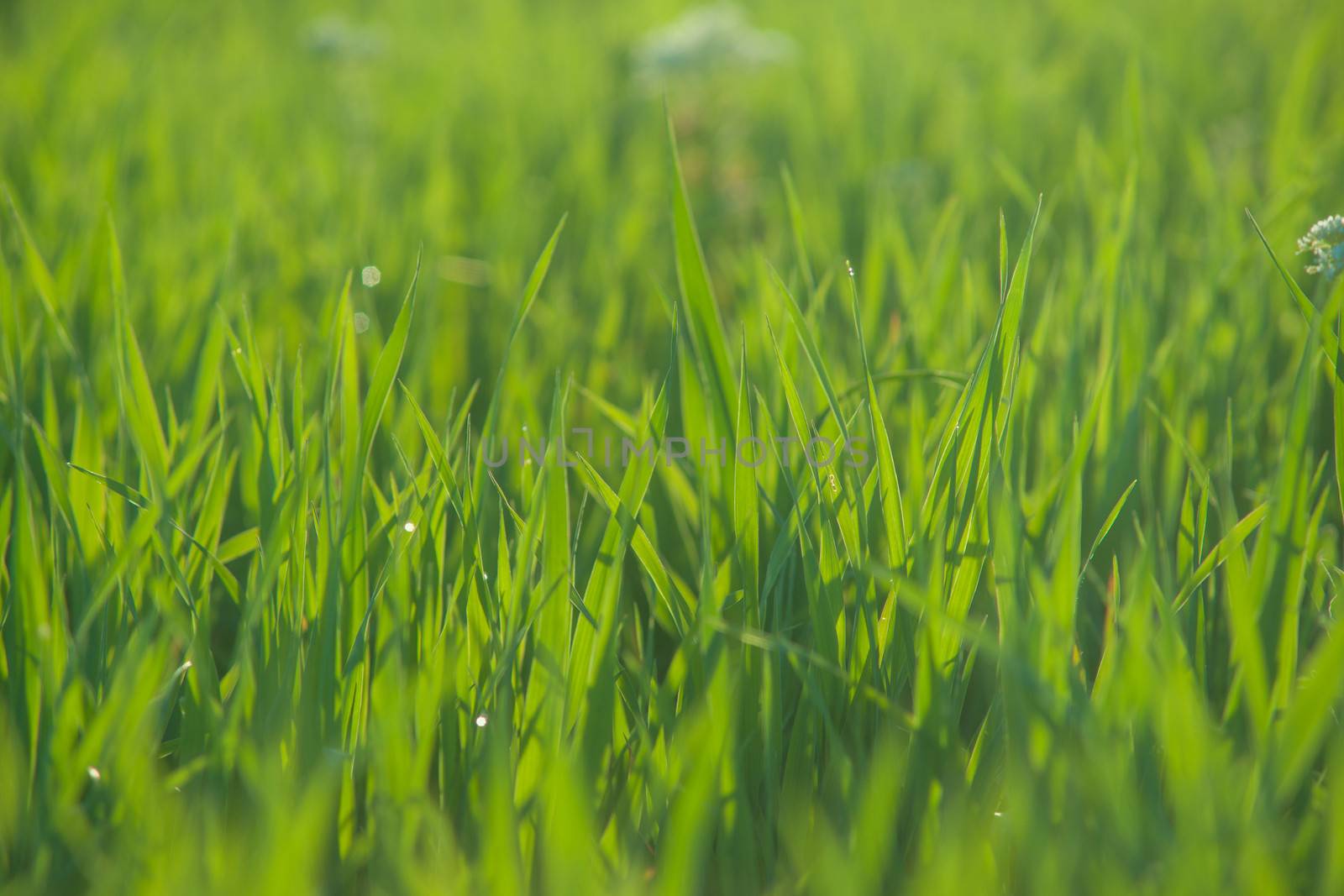 Close up of fresh thick grass with water drops in the early morning