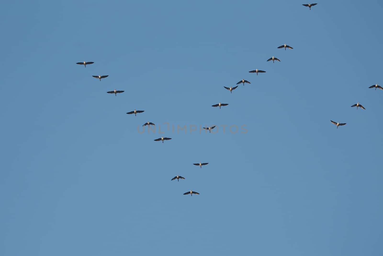 Flock of geese flying in formation