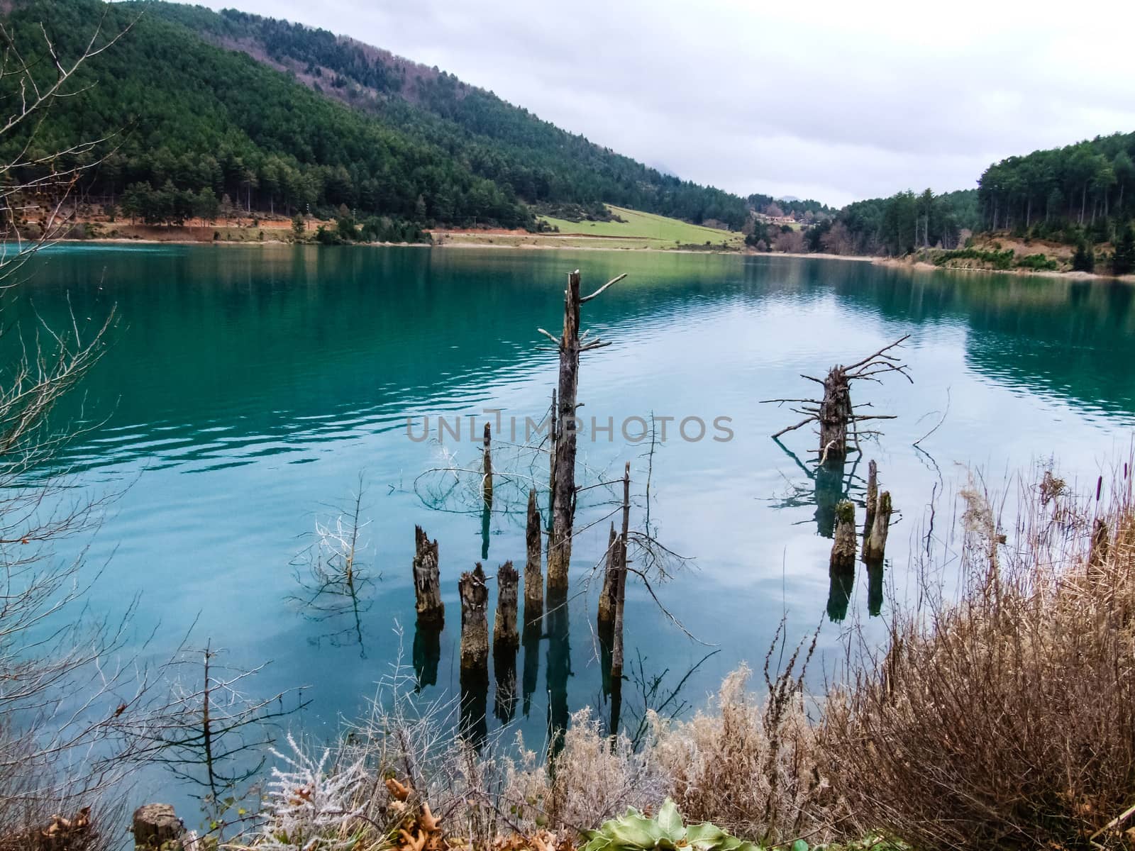 A Dead Tree in the lake. Winter or autumn season.