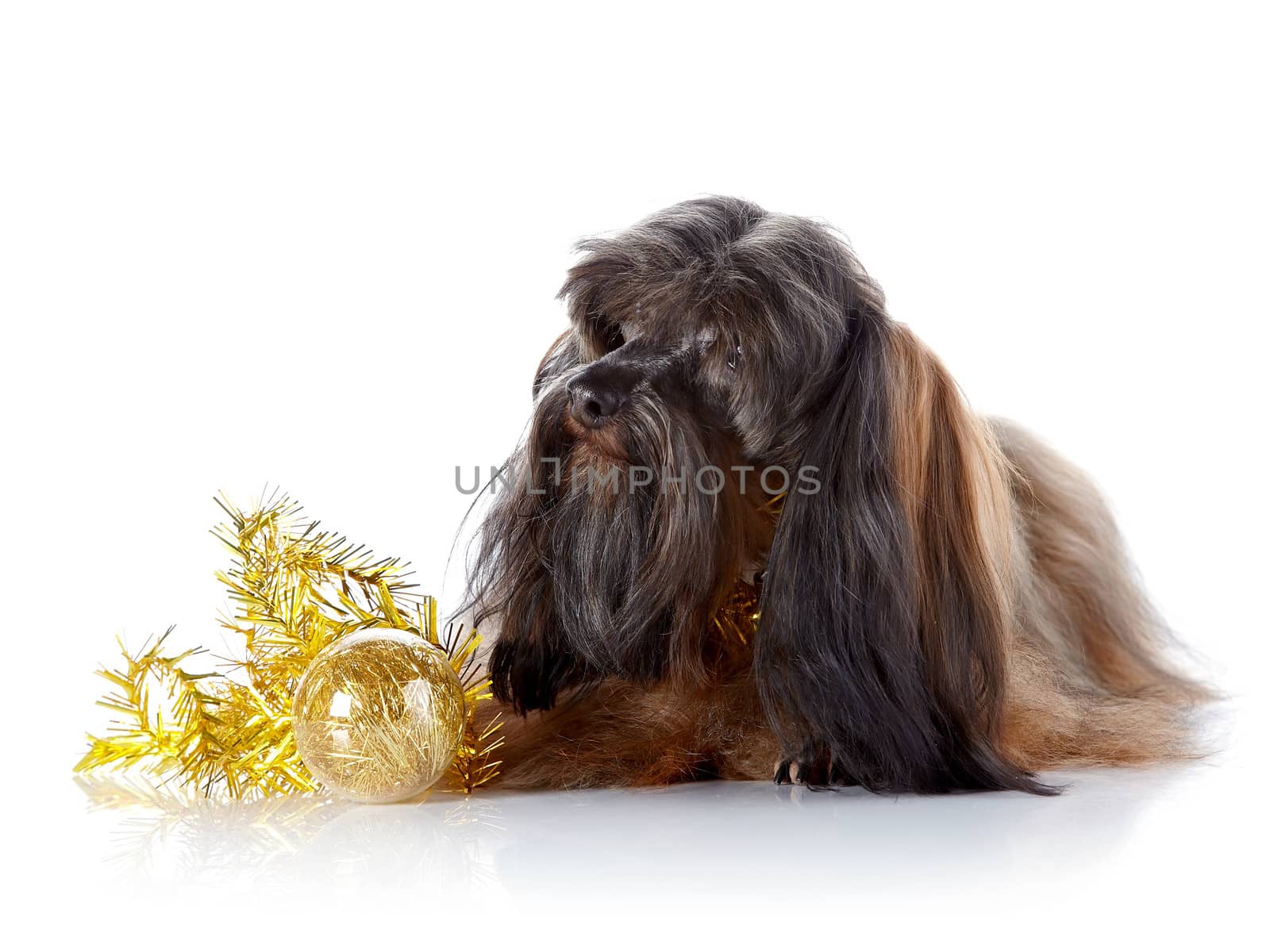 Decorative doggie with a New Year's toy. Decorative dog. Breed doggie Petersburg orchid.