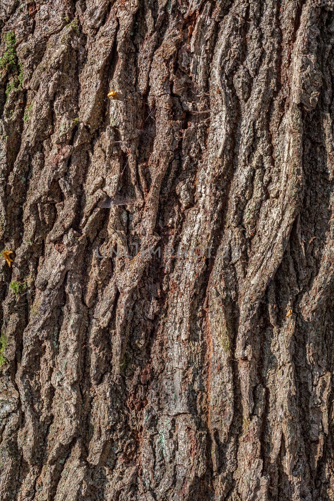 Old tree bark for natural textured background