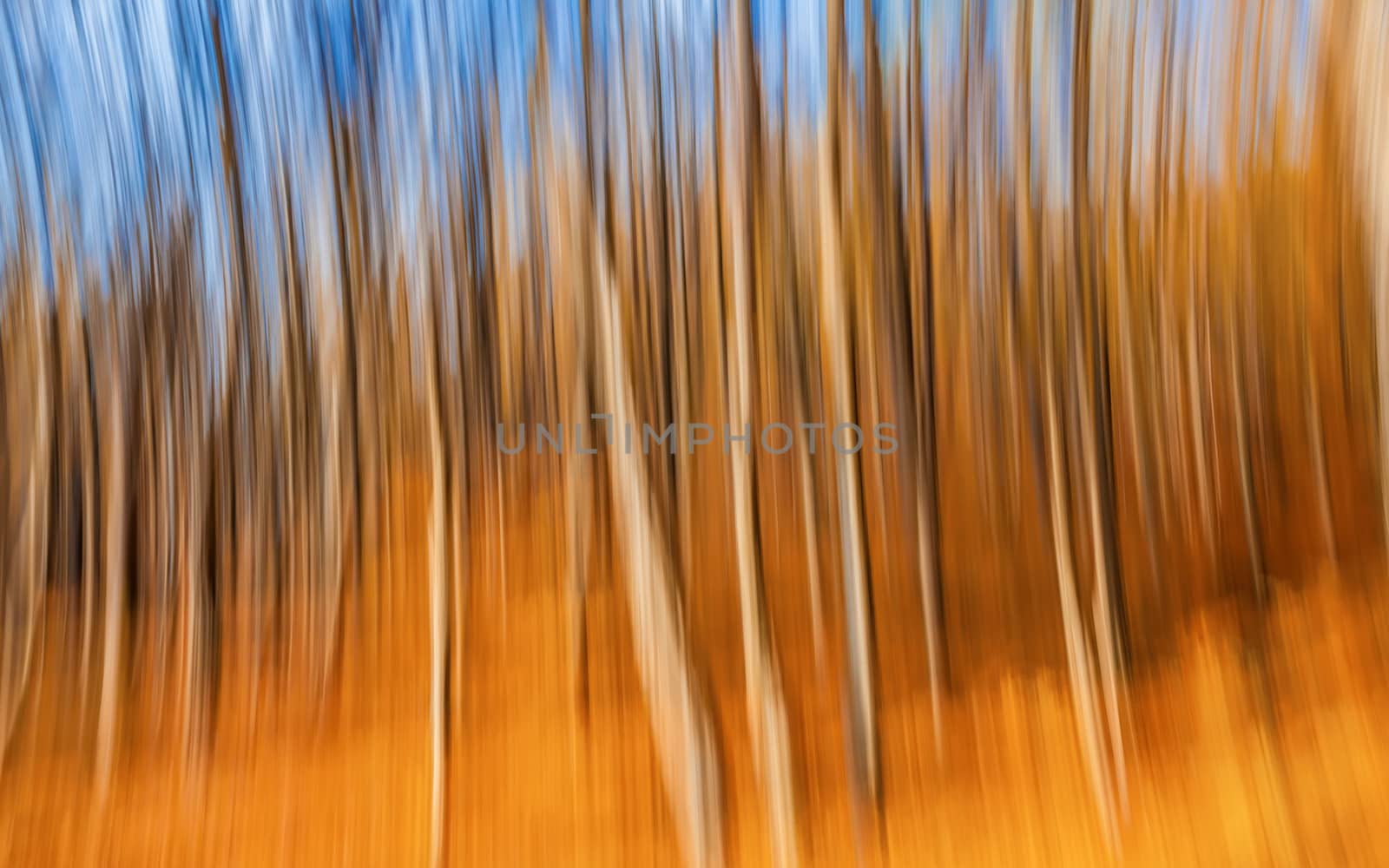 Abstract image of trees in an autumn forest. Intentional motion blur