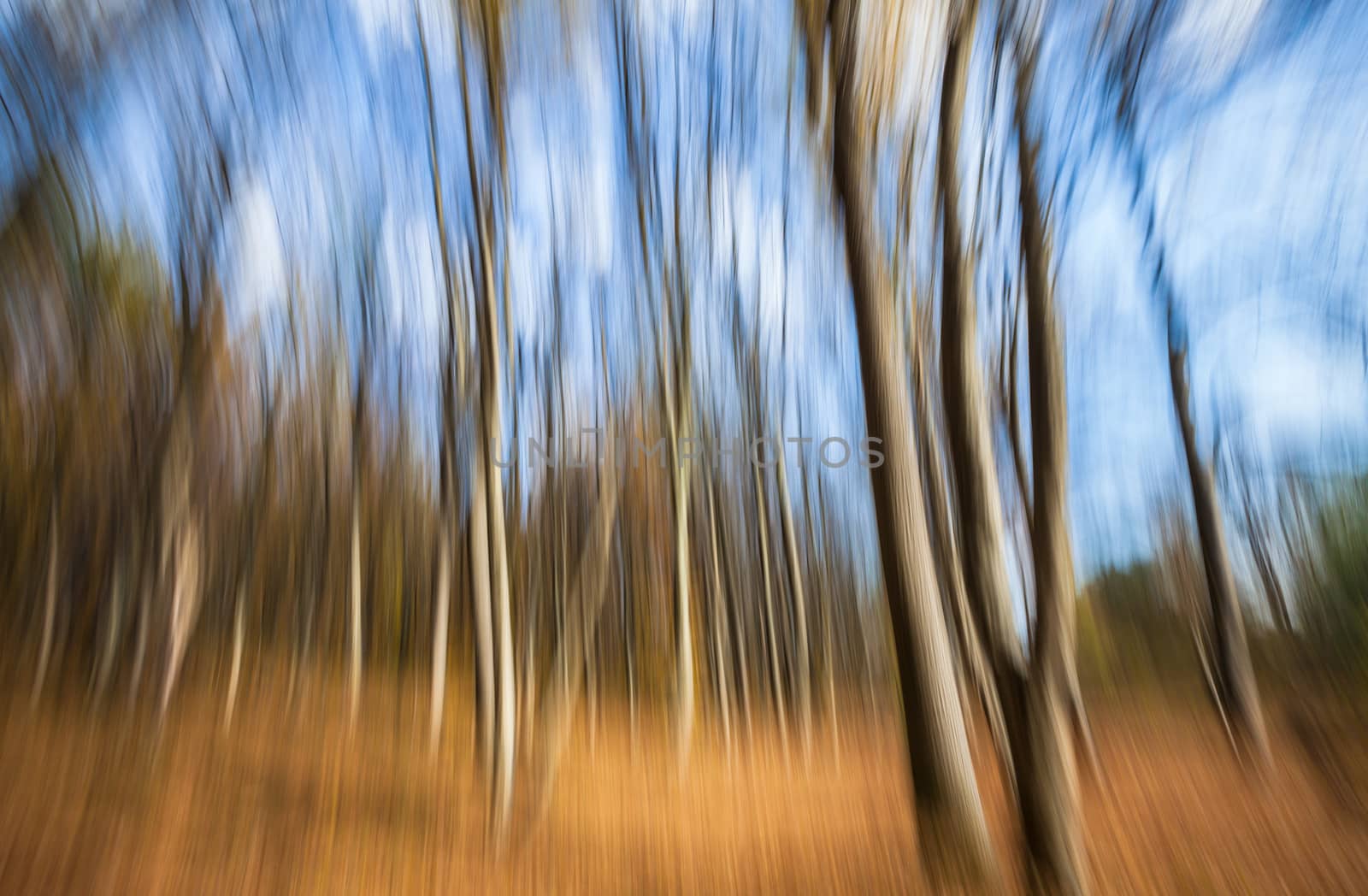 Abstract image of trees in an autumn forest. Intentional motion blur