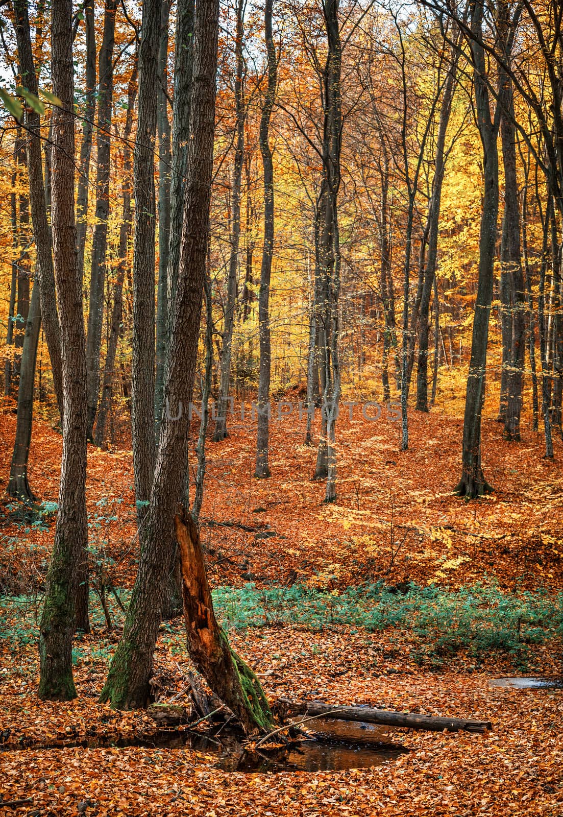 Beautiful day in the misty autumn forest