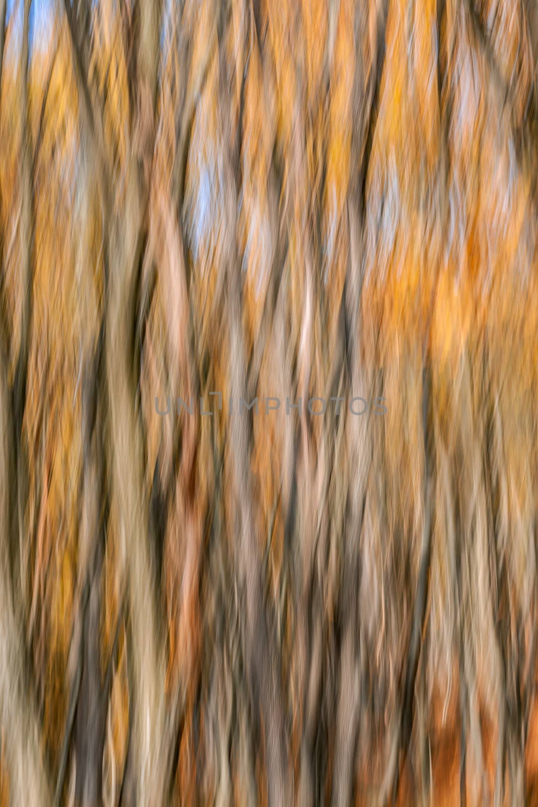 Abstract image of trees in an autumn forest. Intentional motion blur